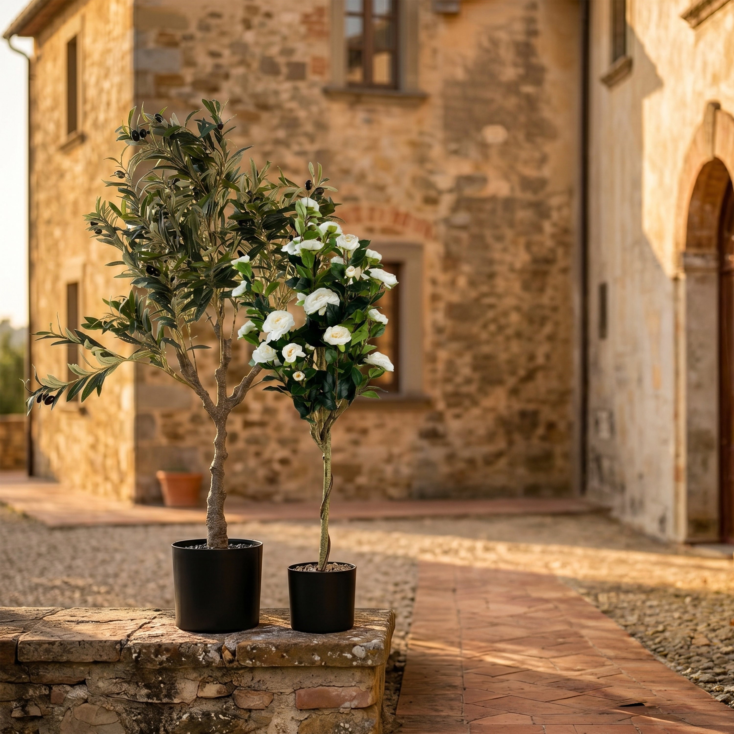 Edenith Olive Potted Plant