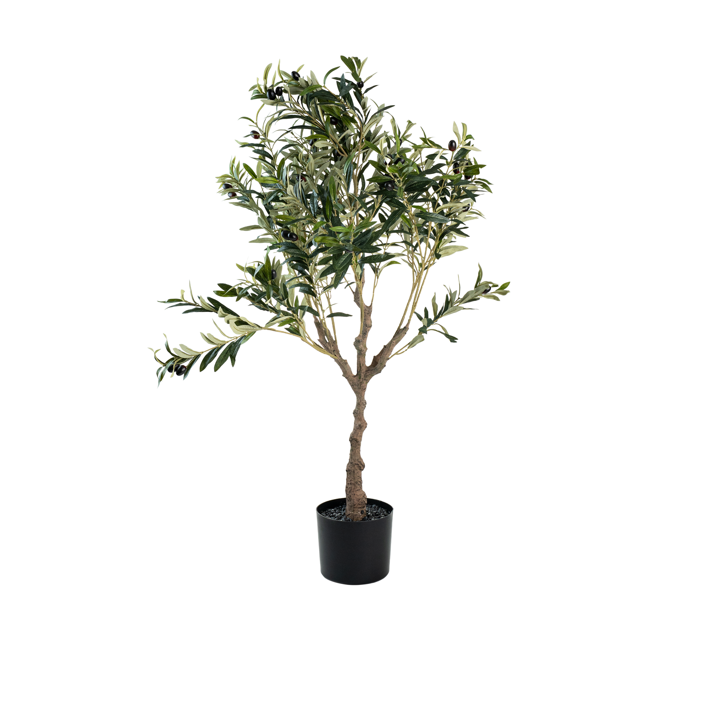 Edenith Olive Potted Plant