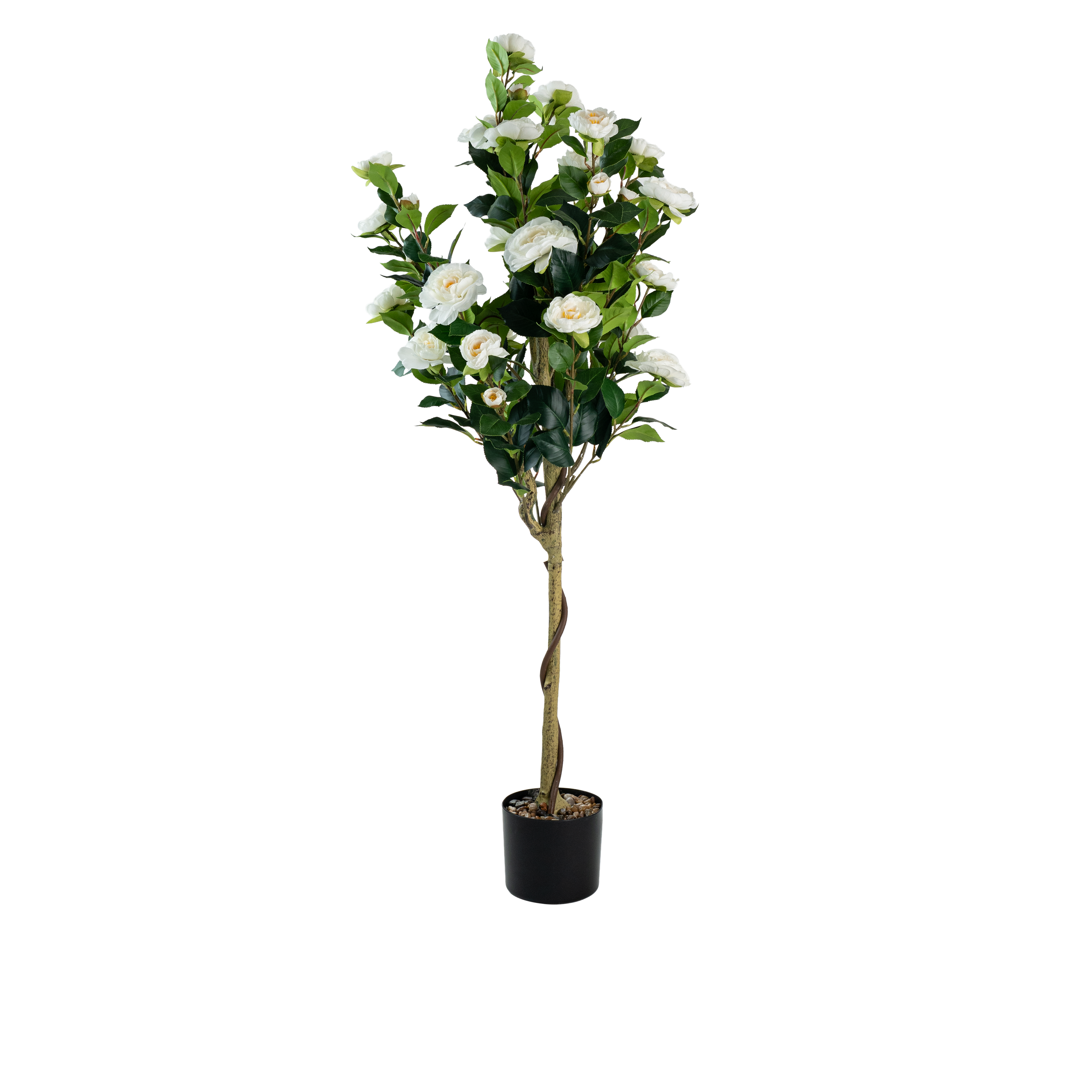 Khlora Camellia Potted Plant