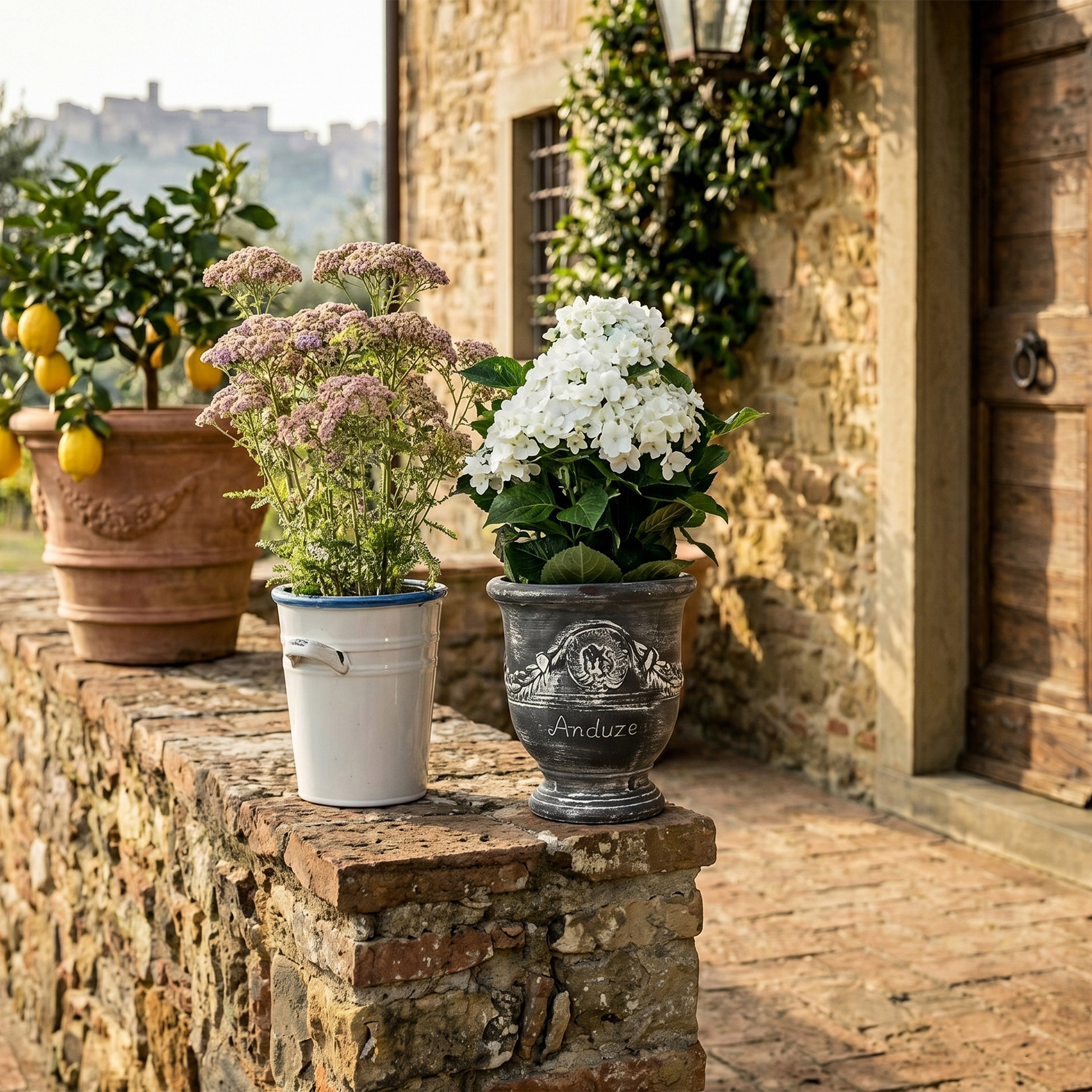 Naterra Hydrengea Potted Plant