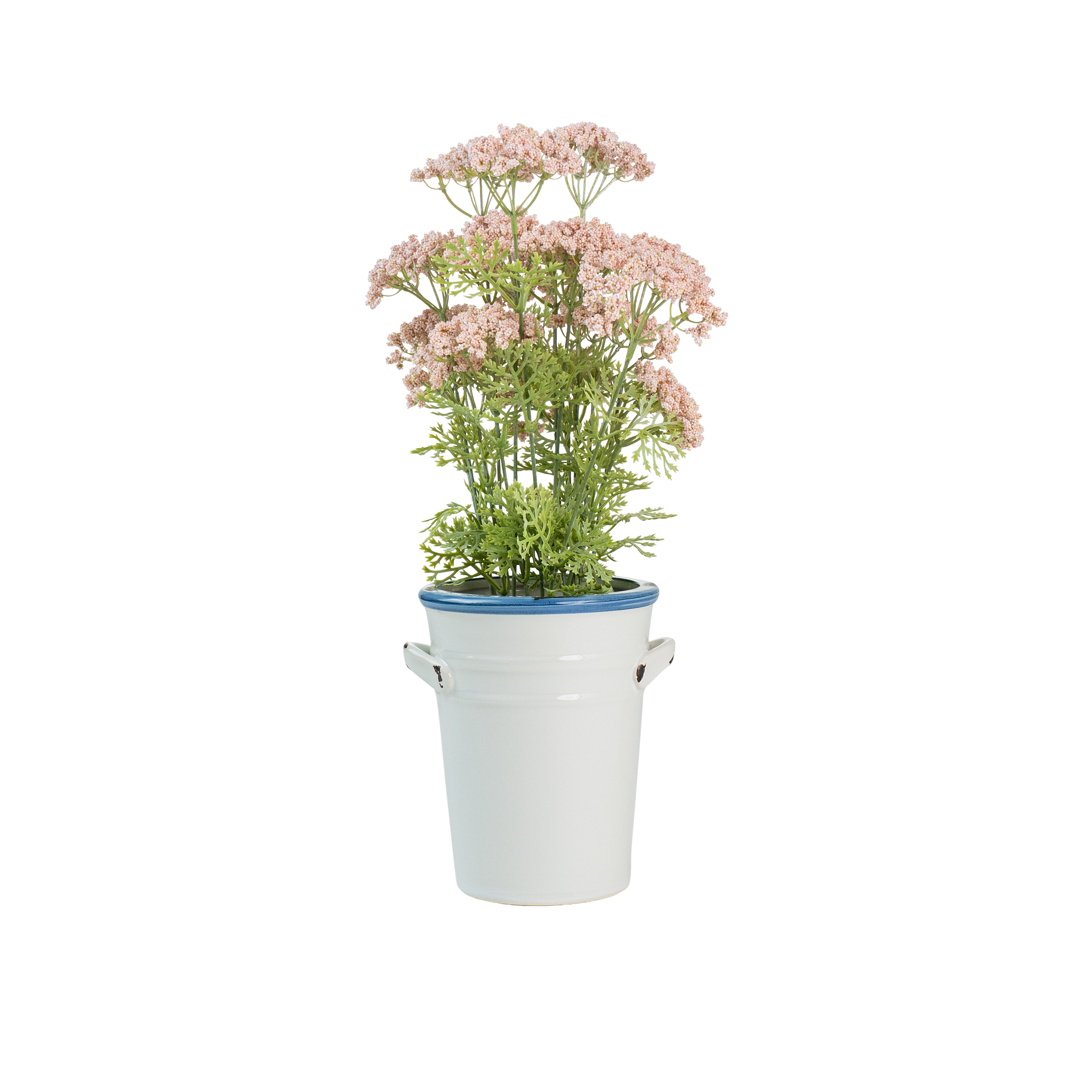Naterra Babytears Potted Plant