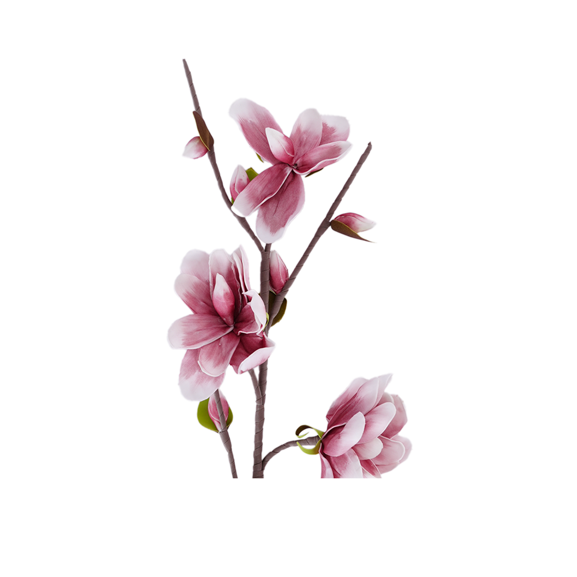 Yulan Magnolia Spray