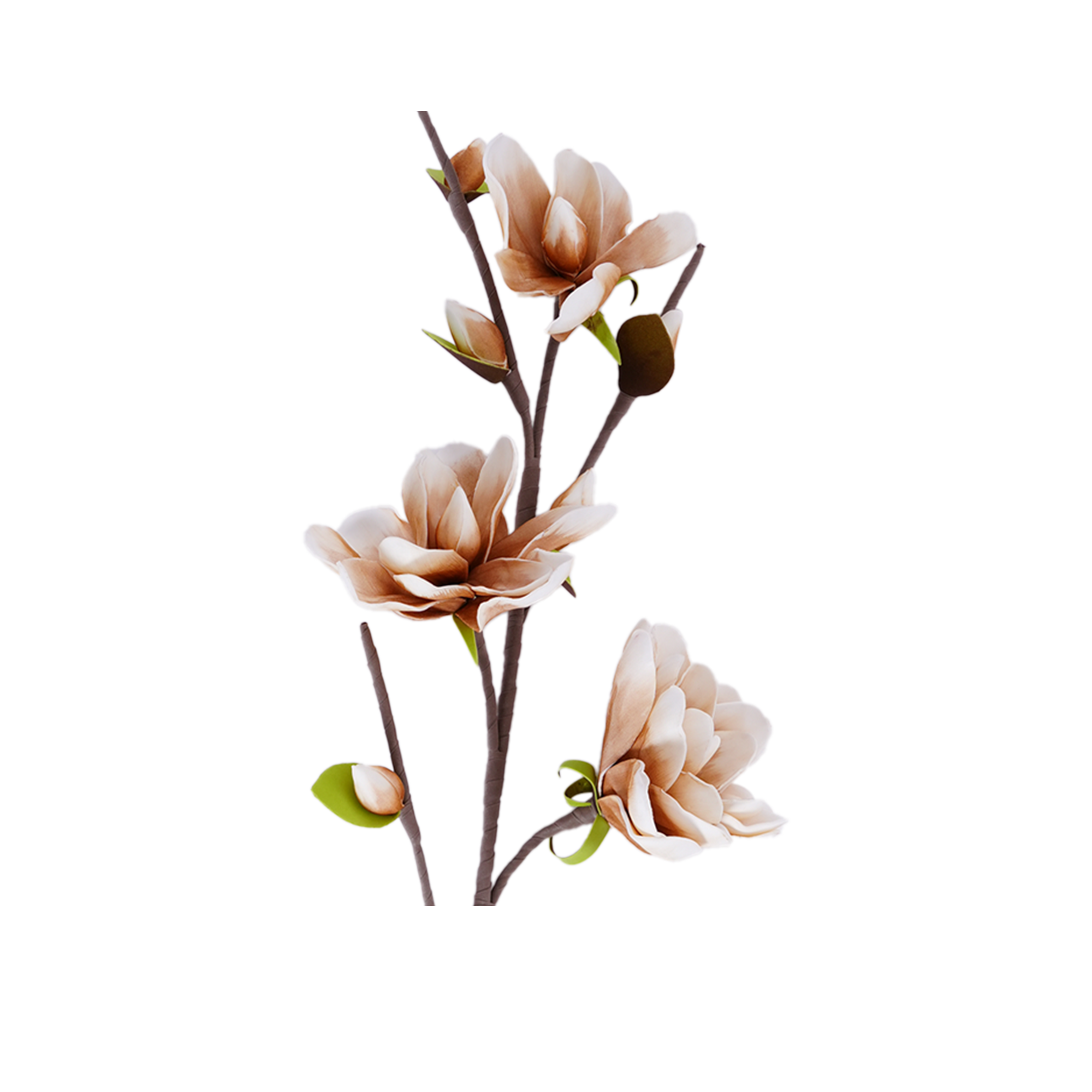 Yulan Magnolia Spray