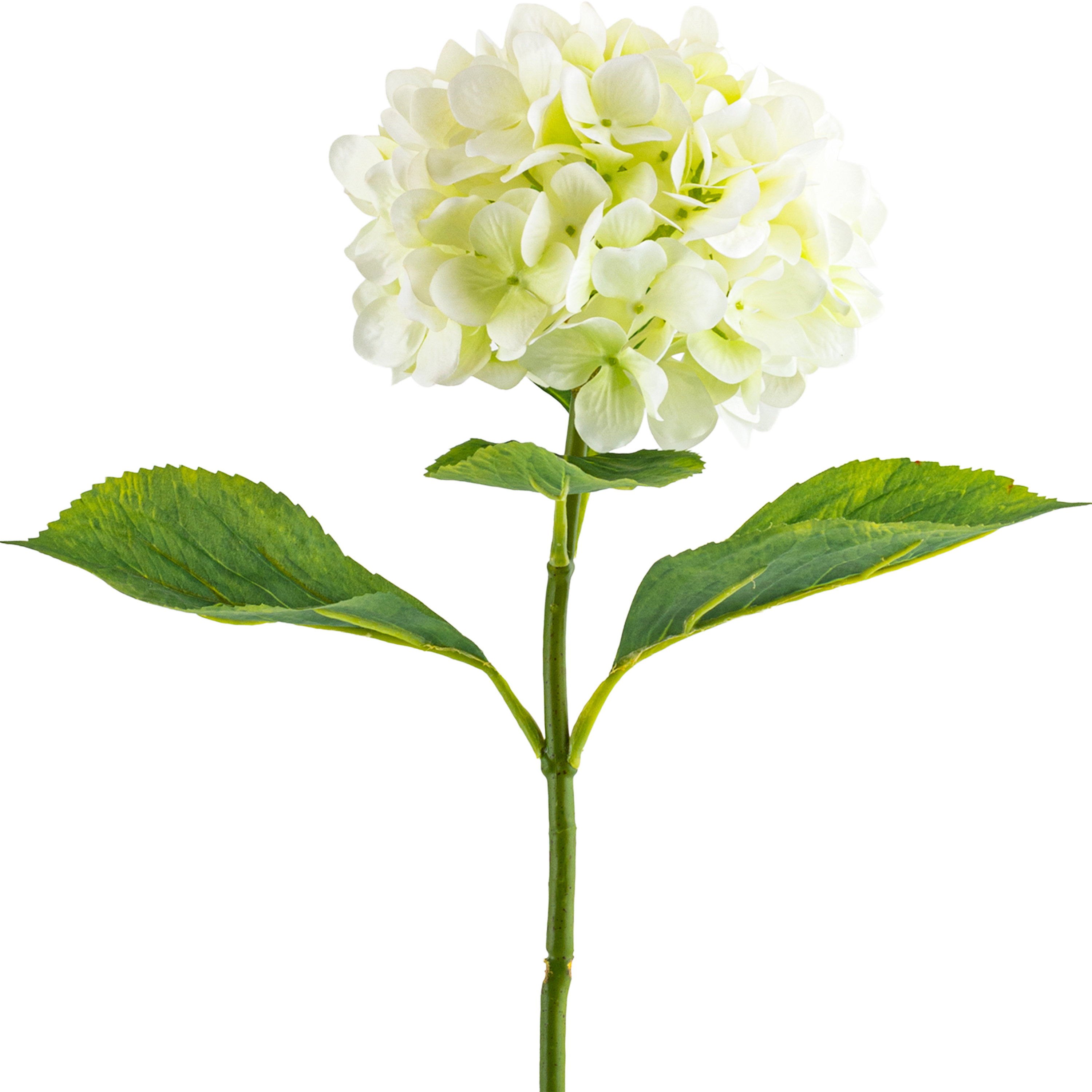 Hydrangea Stem L67 cm
