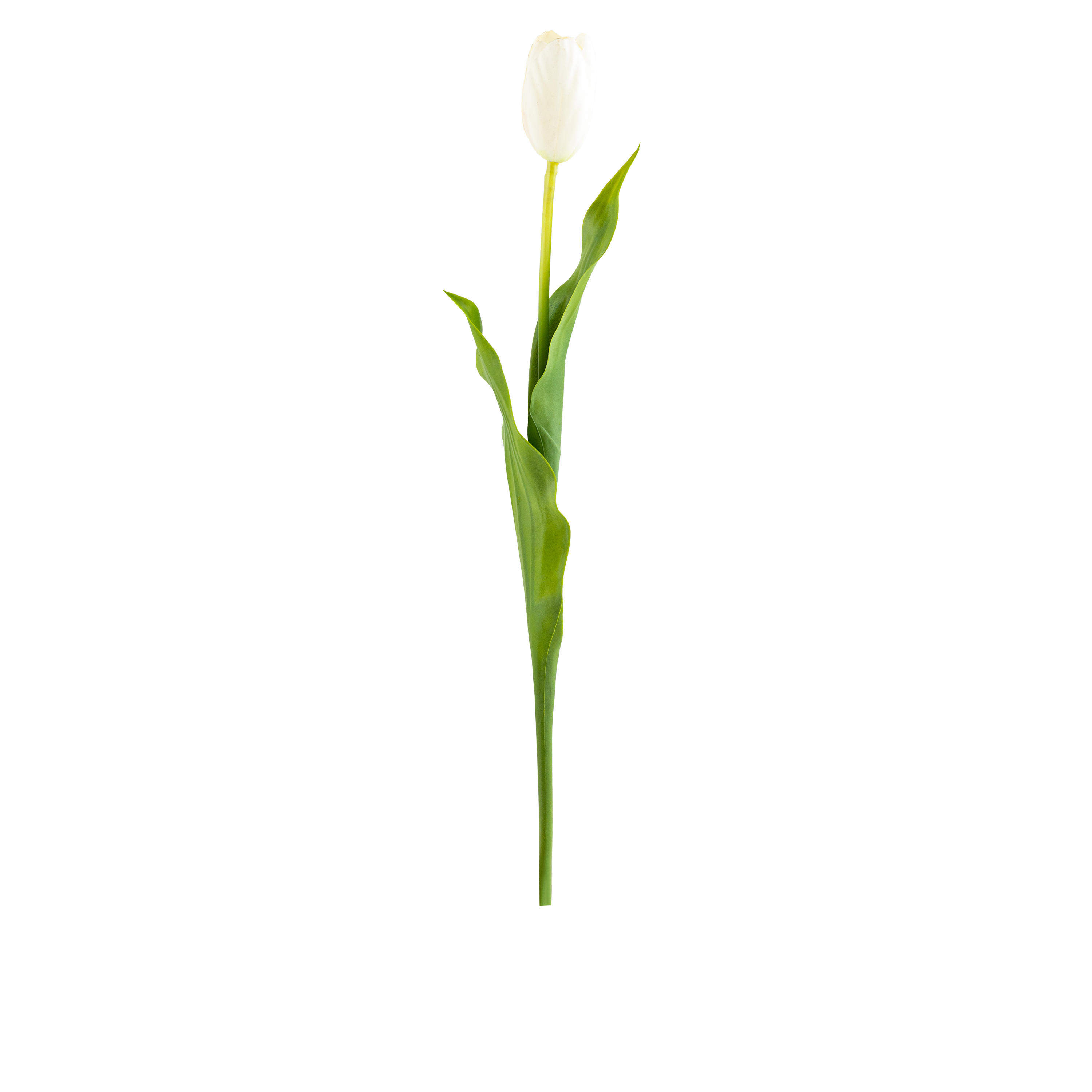 Tulip Stem L58 cm