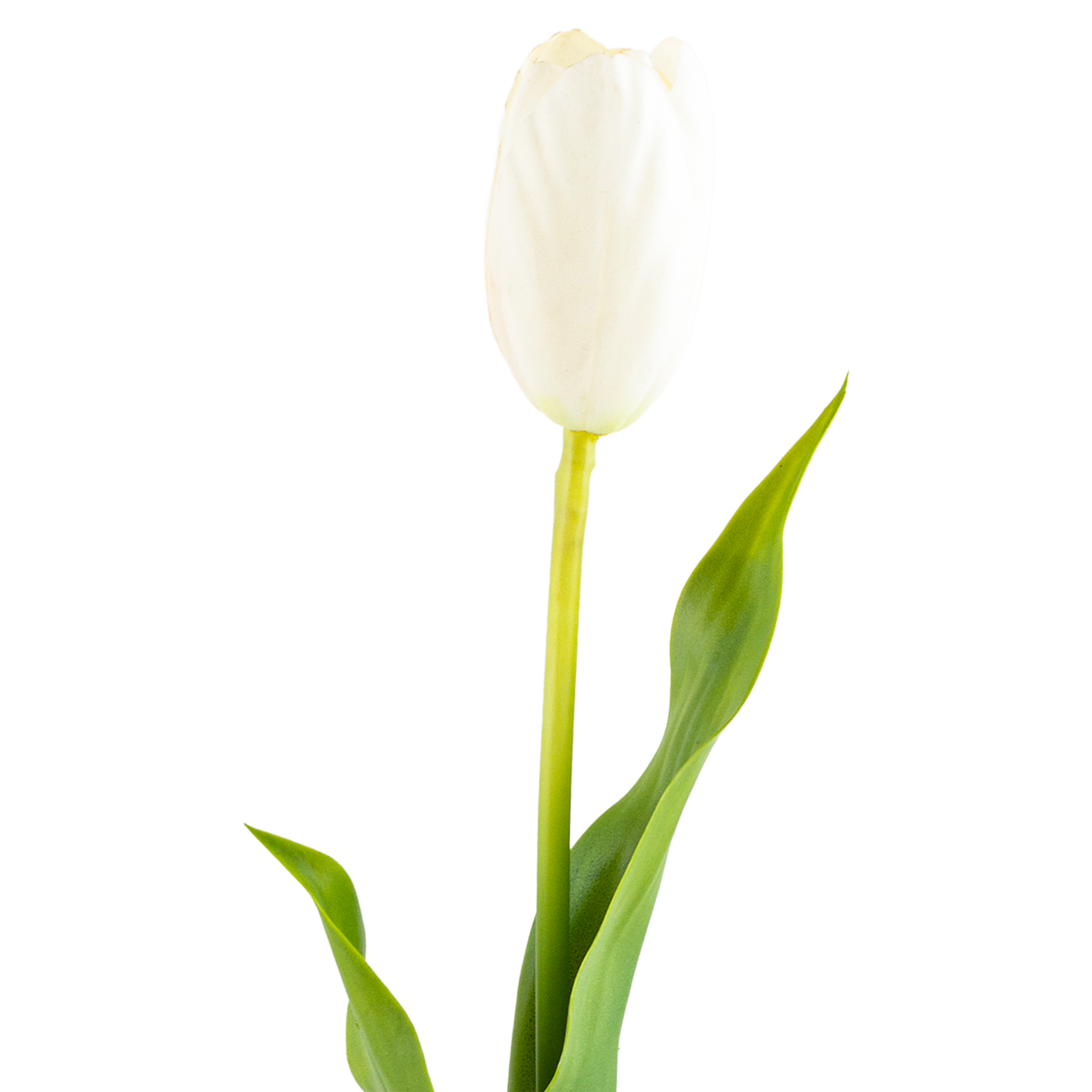 Tulip Stem L58 cm