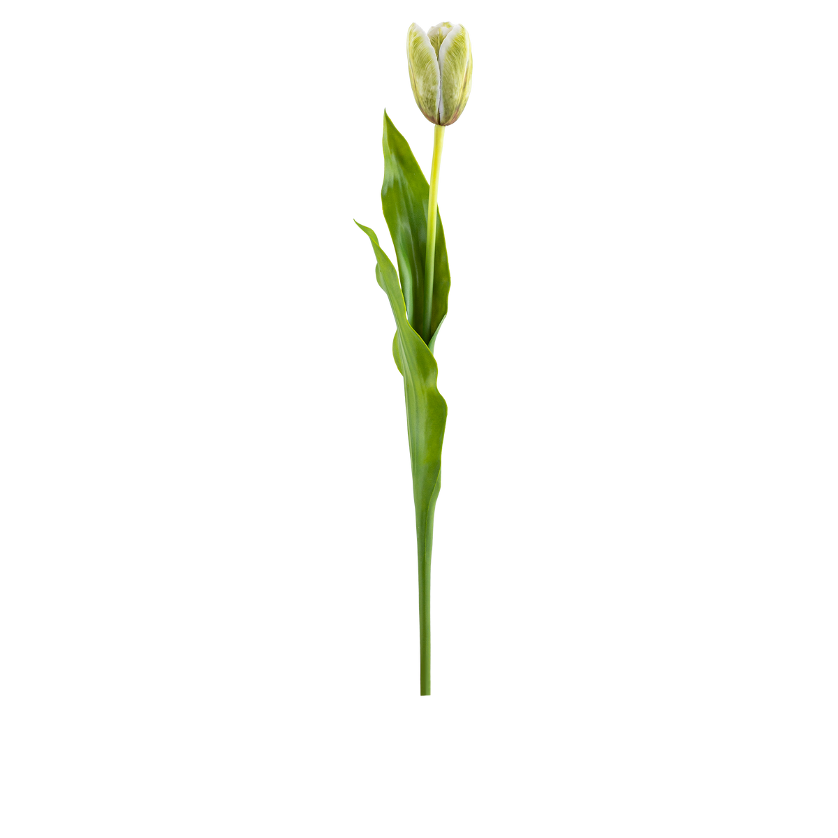 Tulip Stem L58 cm