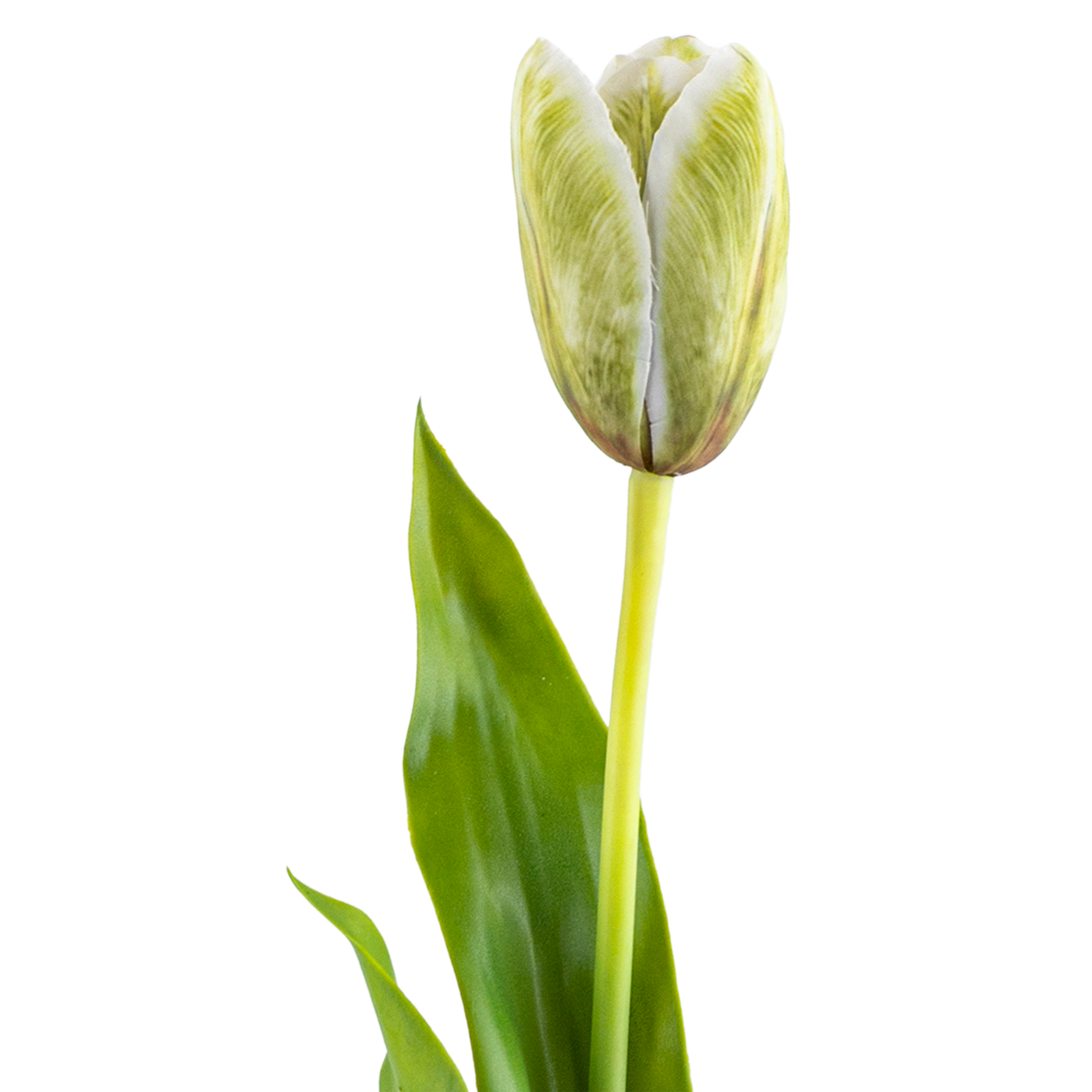 Tulip Stem L58 cm