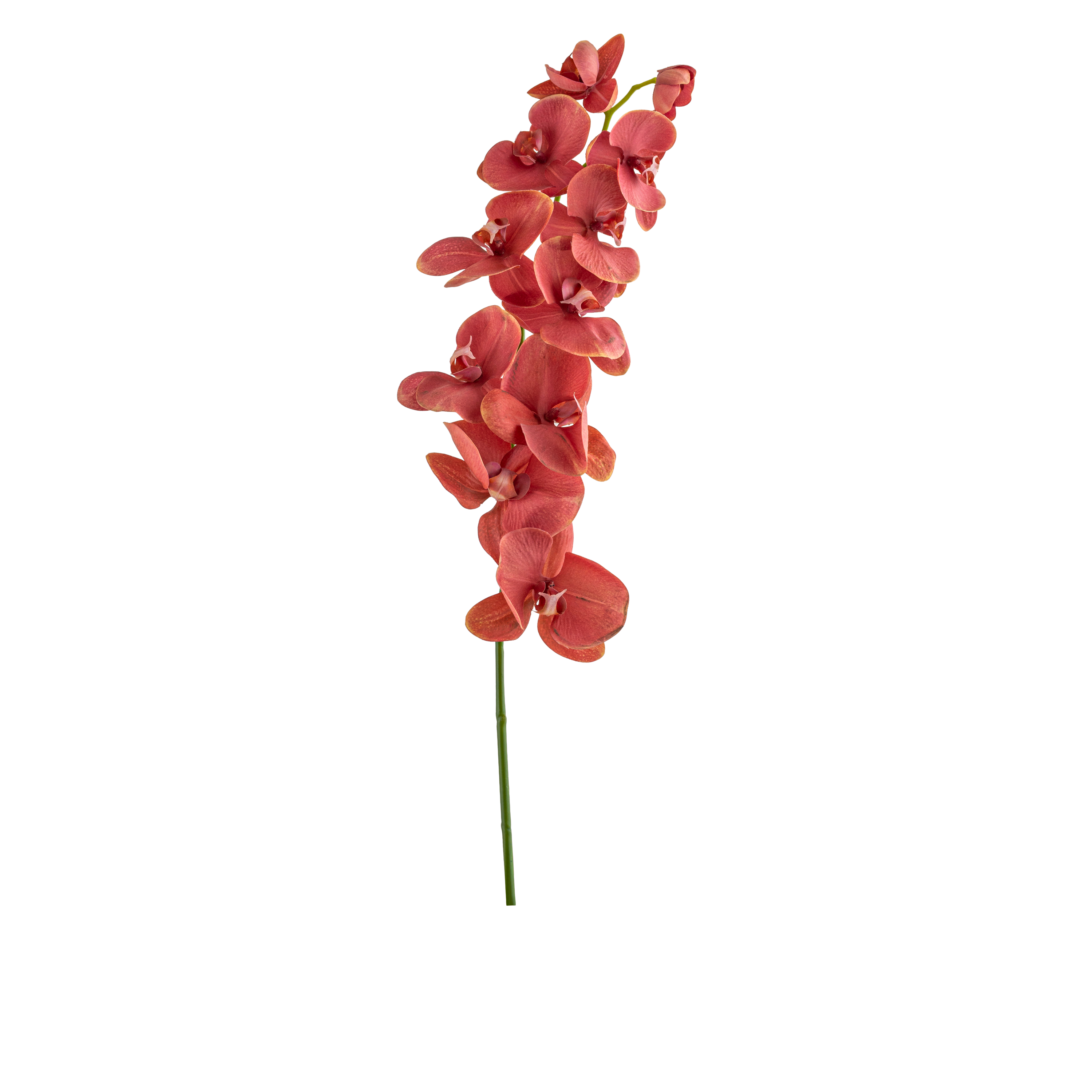 Phalaenopsis Stem L110 cm