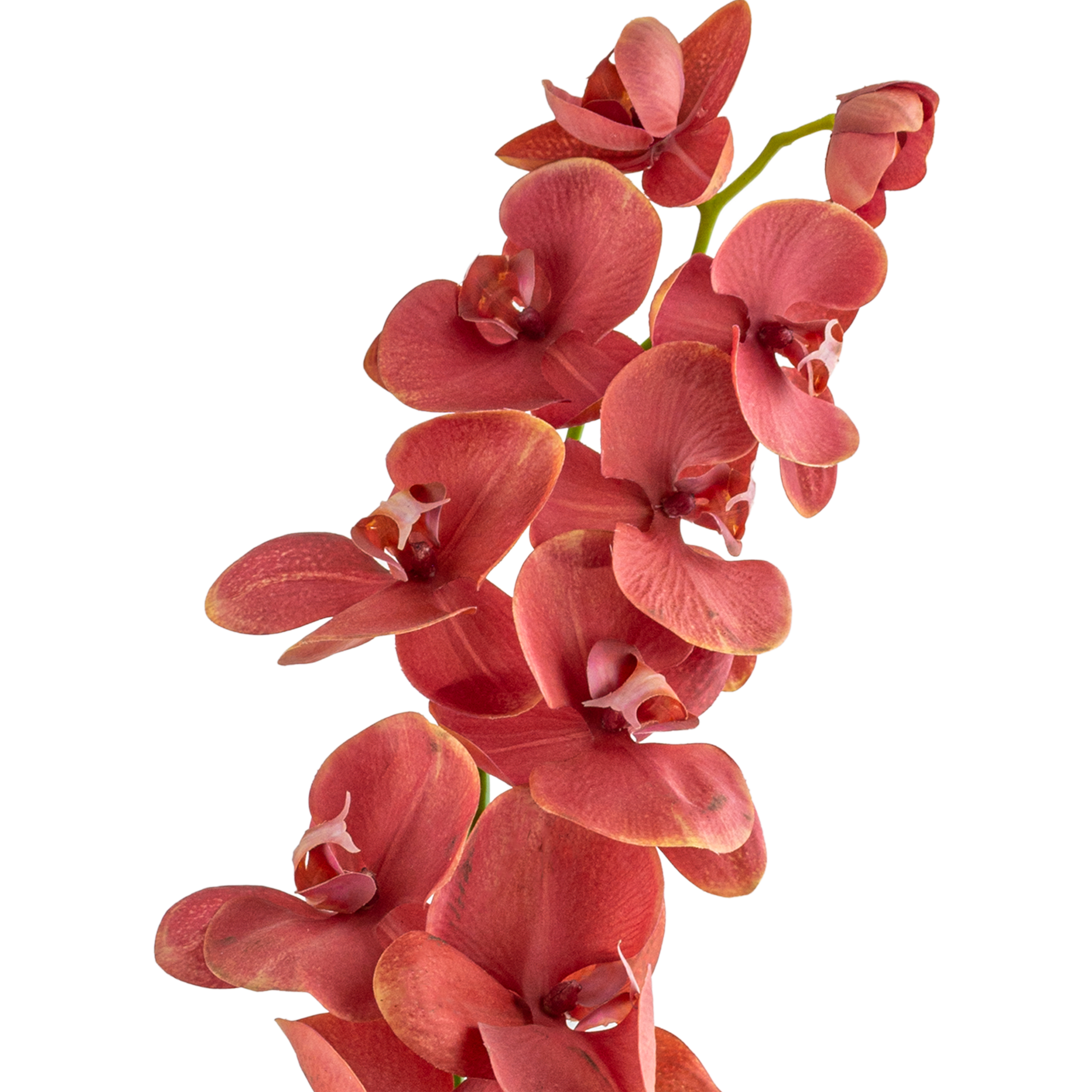 Phalaenopsis Stem L110 cm