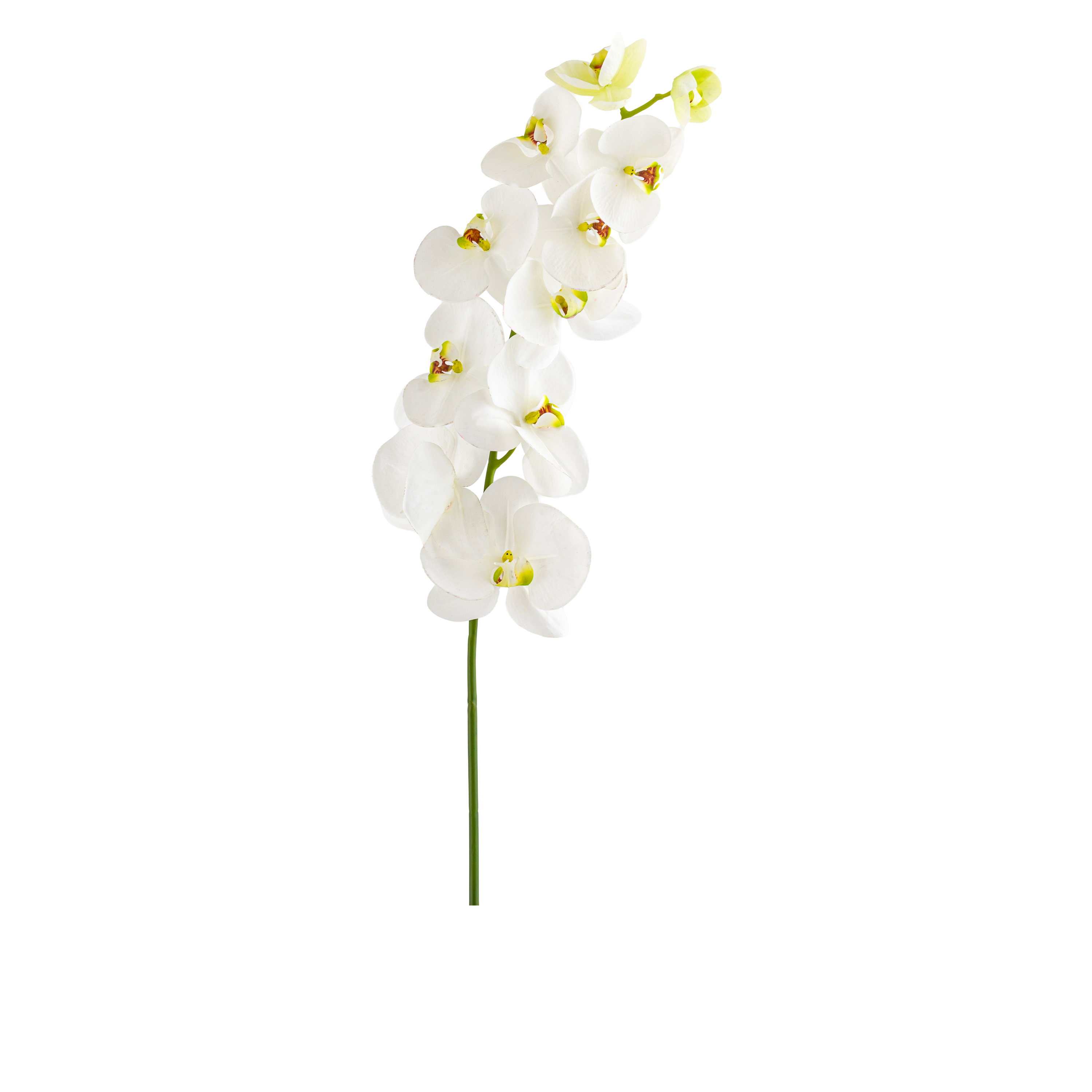 Phalaenopsis Stem L110 cm