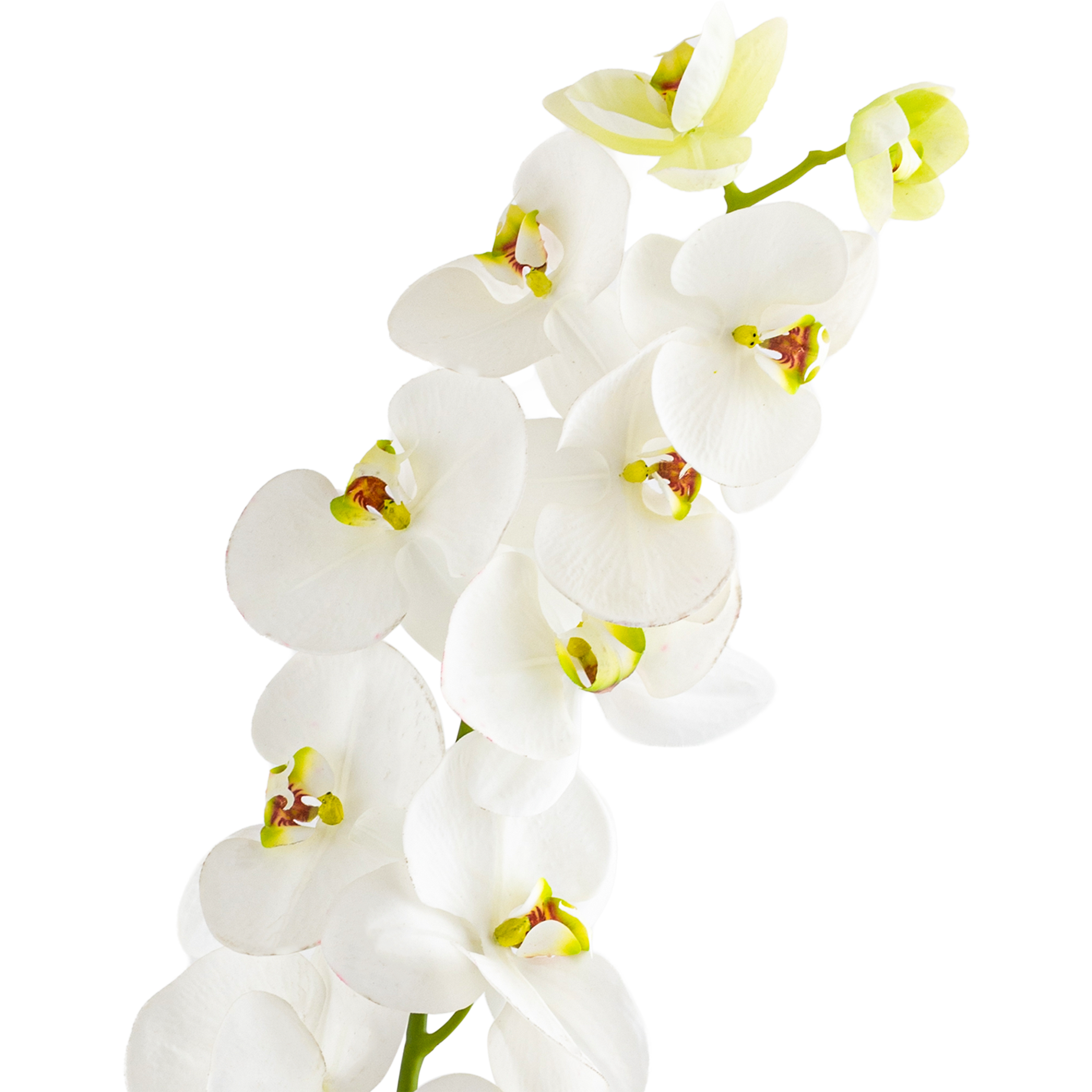 Phalaenopsis Stem L110 cm