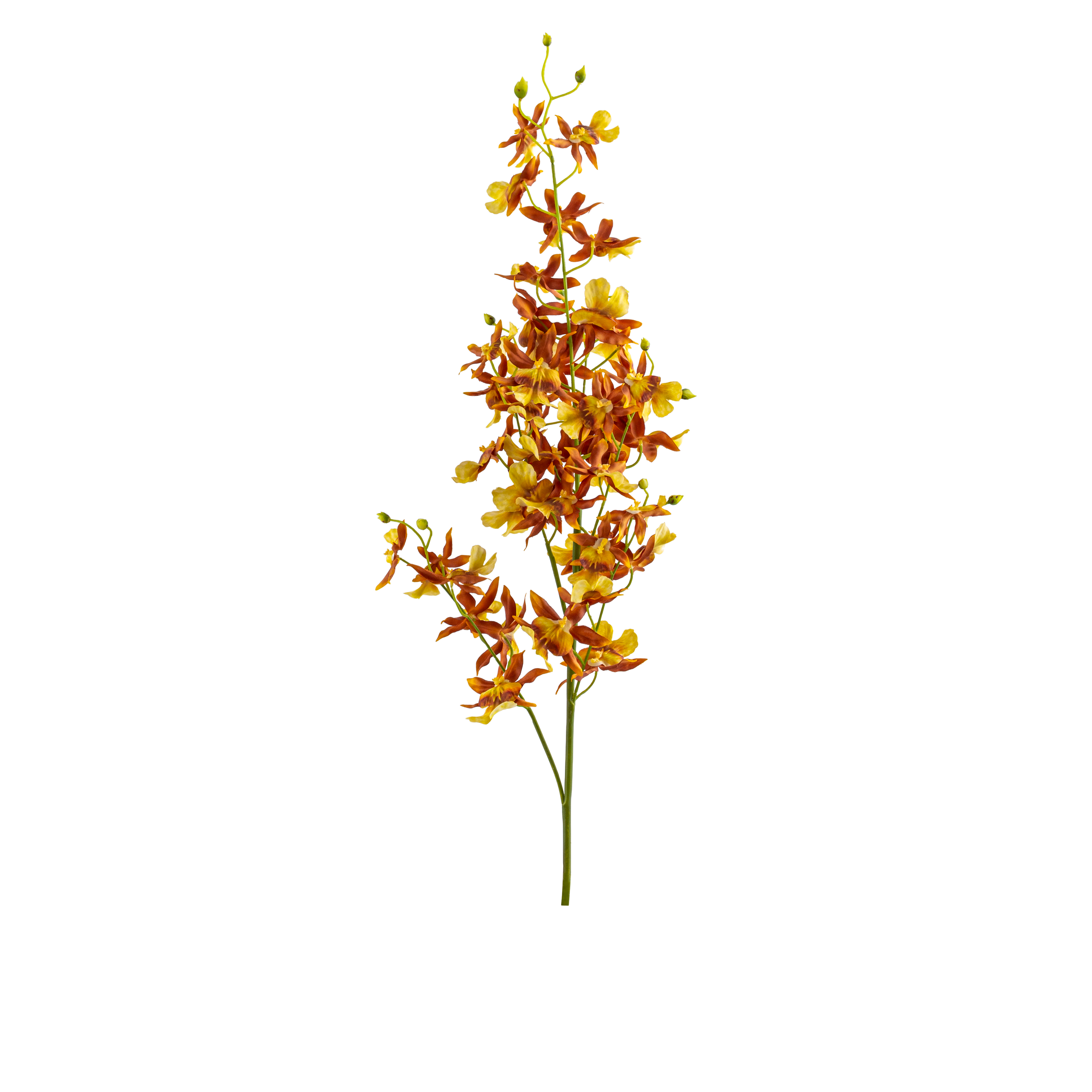 Oncidium Sharry Baby Stem L82 cm