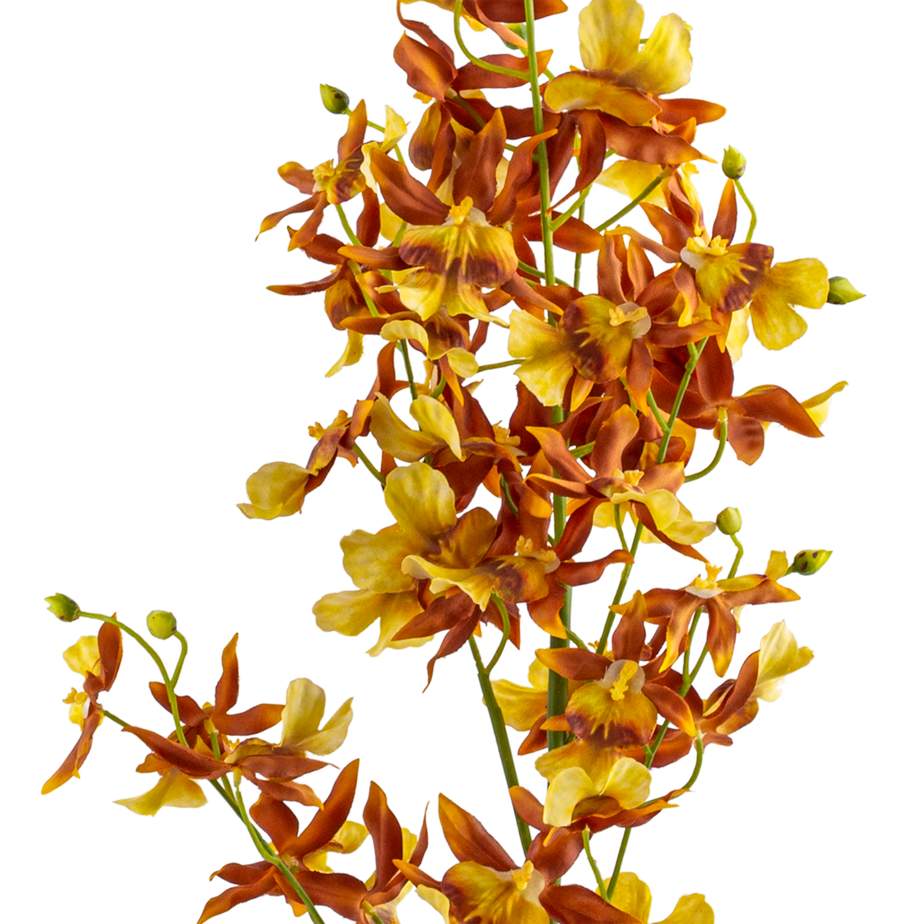 Oncidium Sharry Baby Stem L82 cm