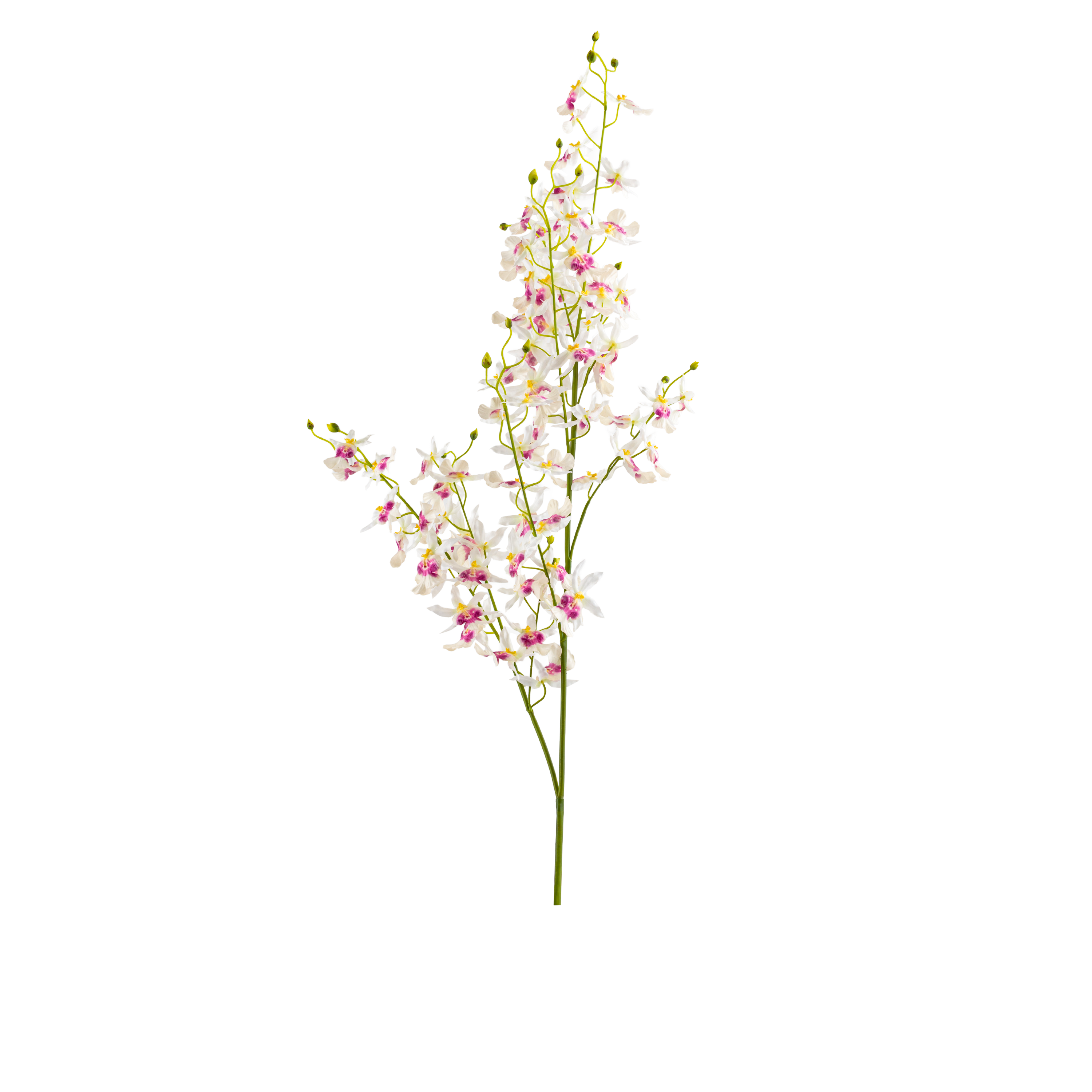 Oncidium Sharry Baby Stem L82 cm