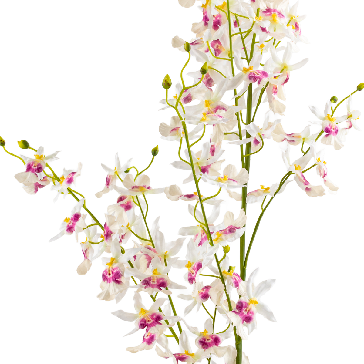 Oncidium Sharry Baby Stem L82 cm