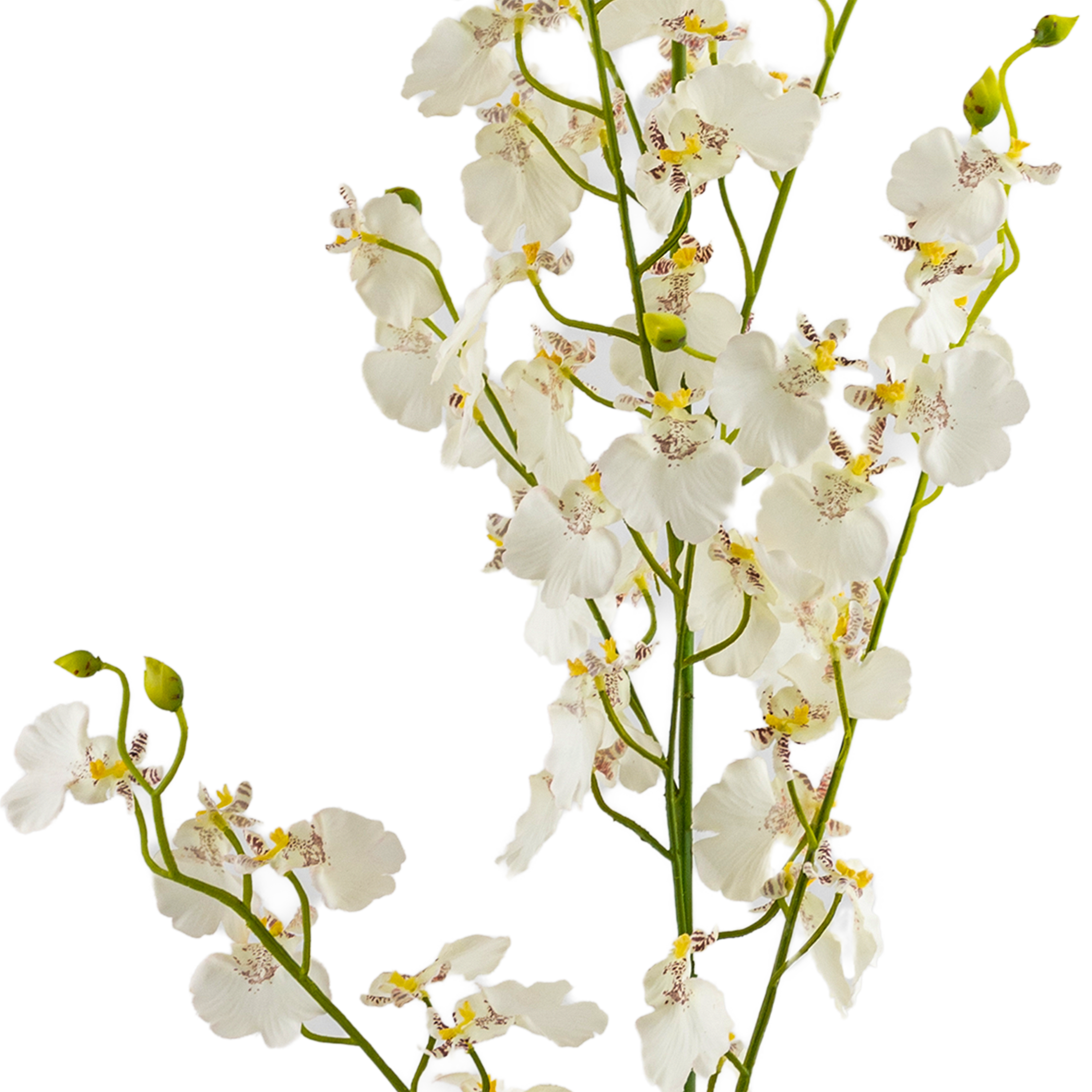 Dancing Orchid Spray L125 cm