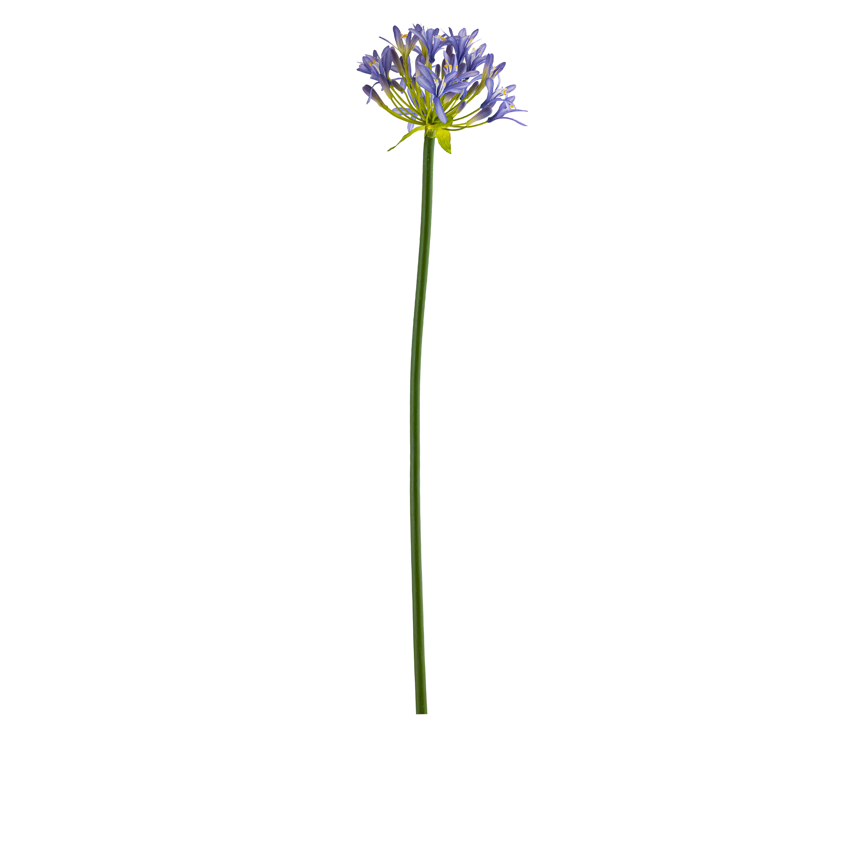 Agapanthus Stem L107 cm
