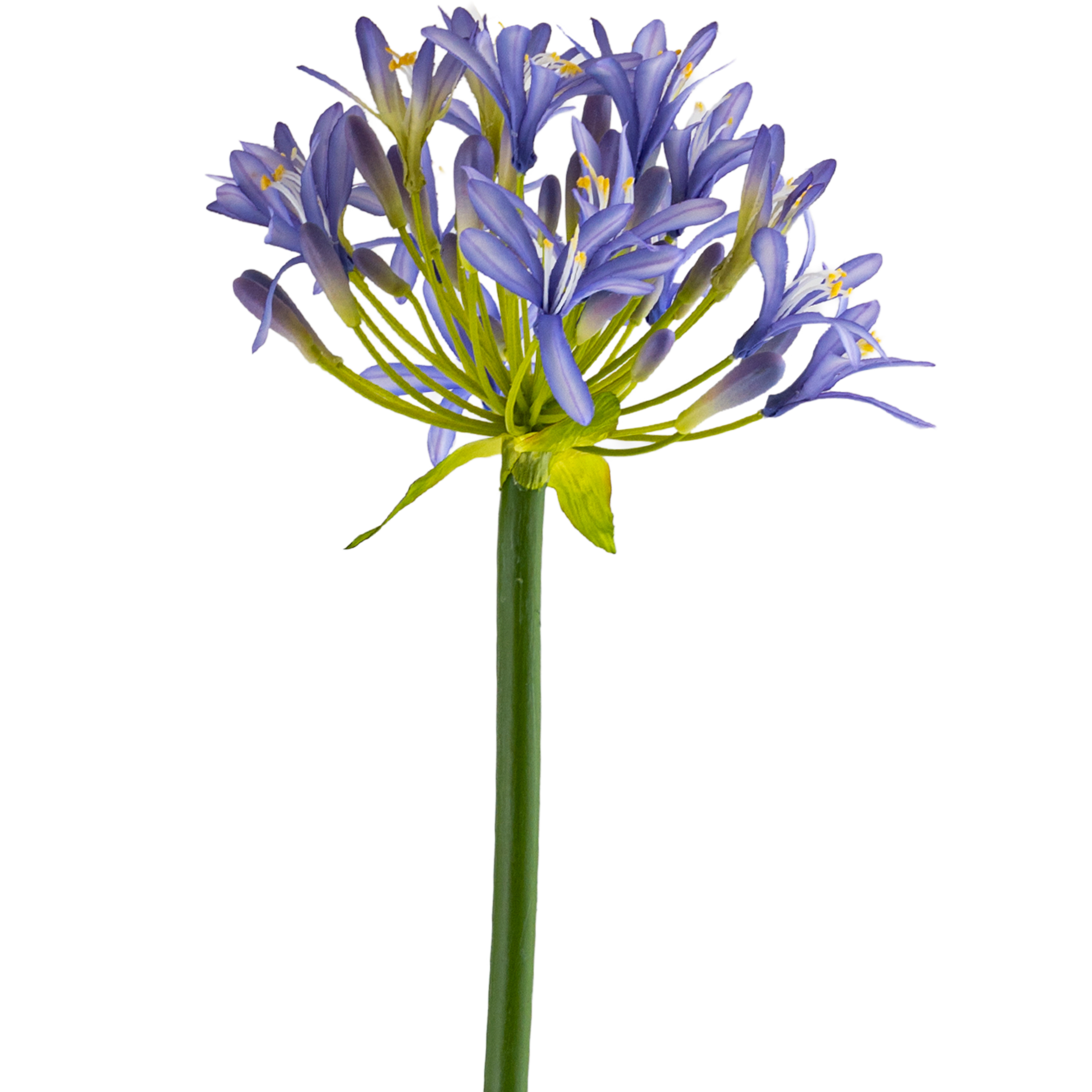 Agapanthus Stem L107 cm
