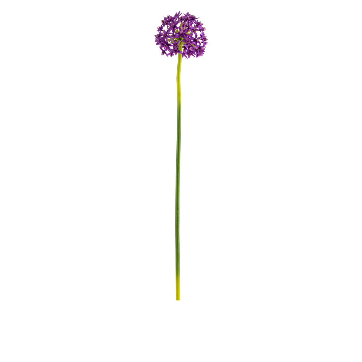 Allium Stem L73 cm