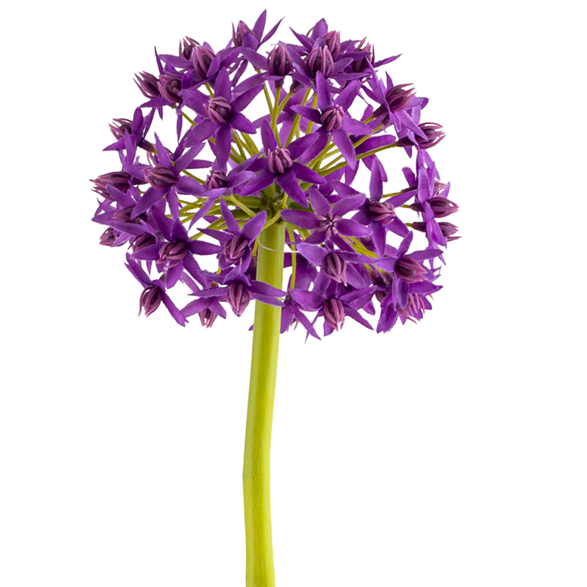 Allium Stem L73 cm
