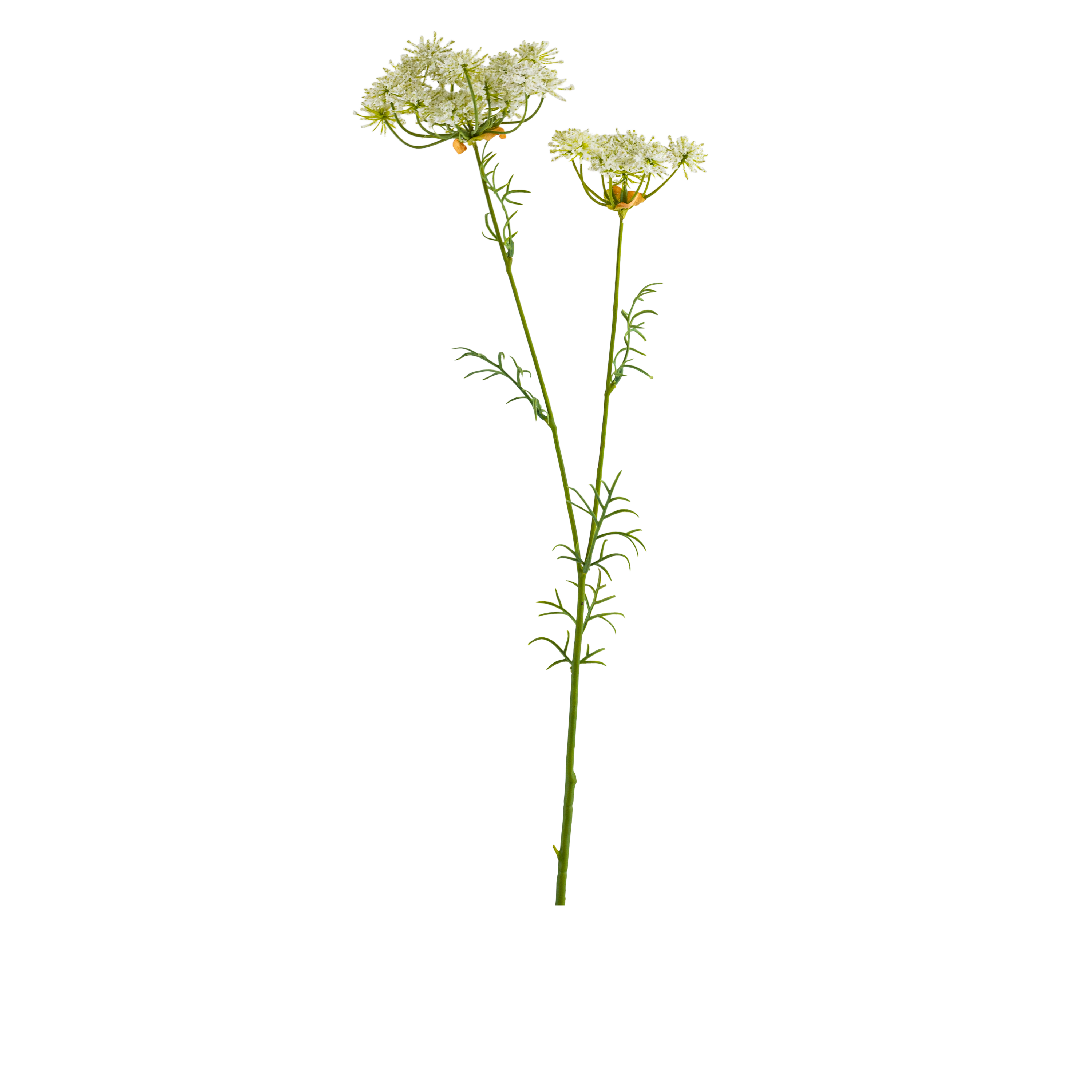Queen Anne Lace Spray White L67.31 cm