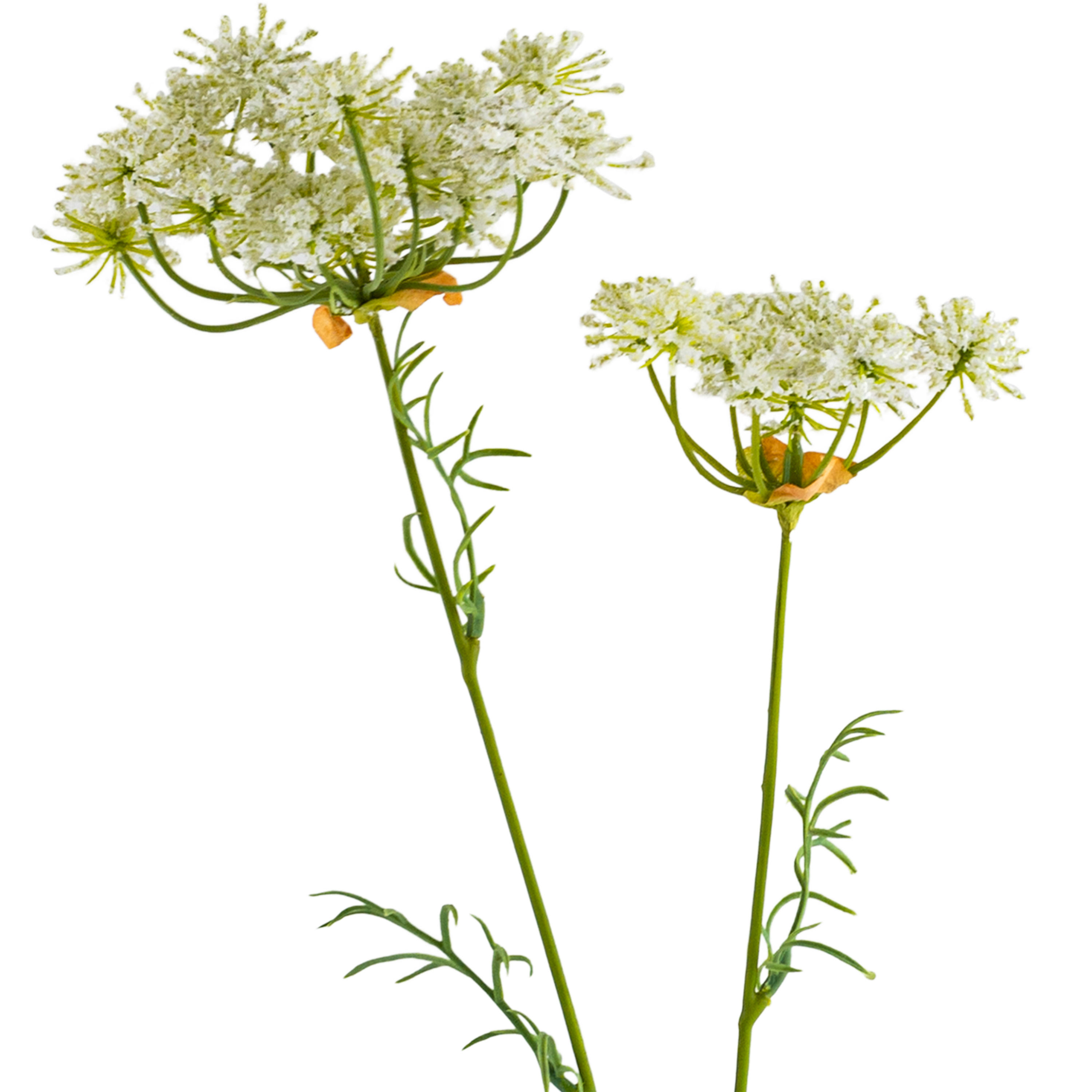 Queen Anne Lace Spray White L67.31 cm