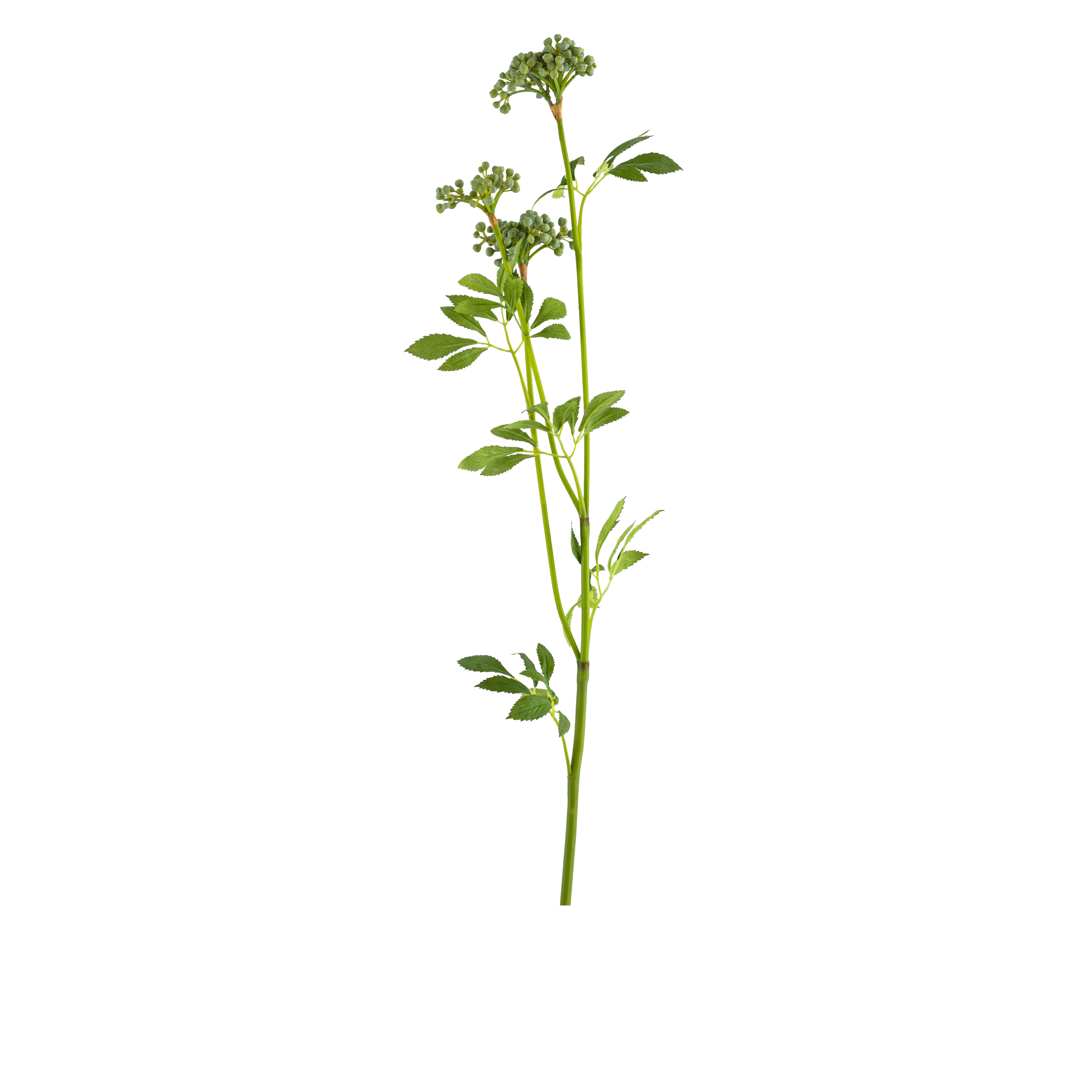 Queen Anne Lace Seed Stem Green L71.12 cm