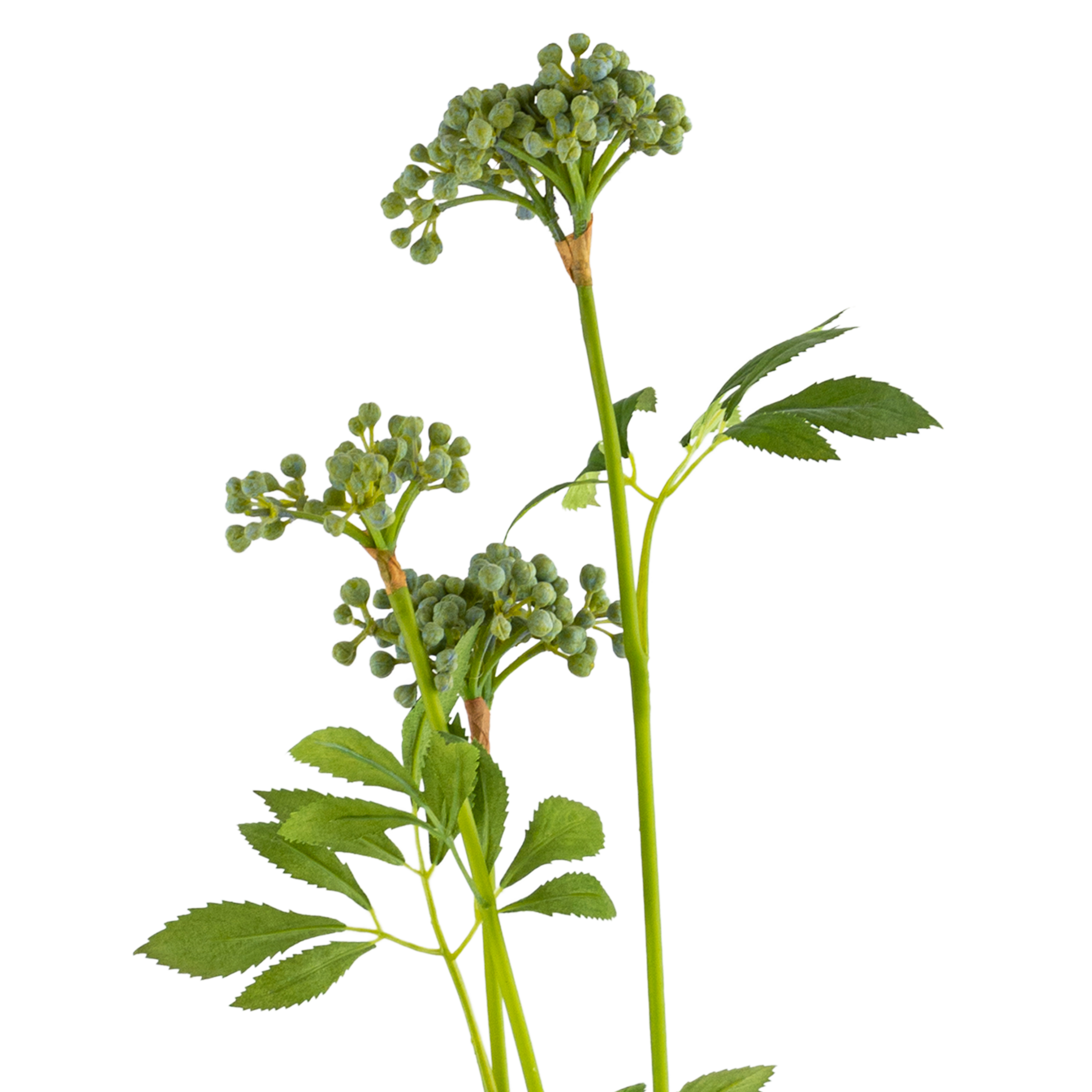 Queen Anne Lace Seed Stem Green L71.12 cm