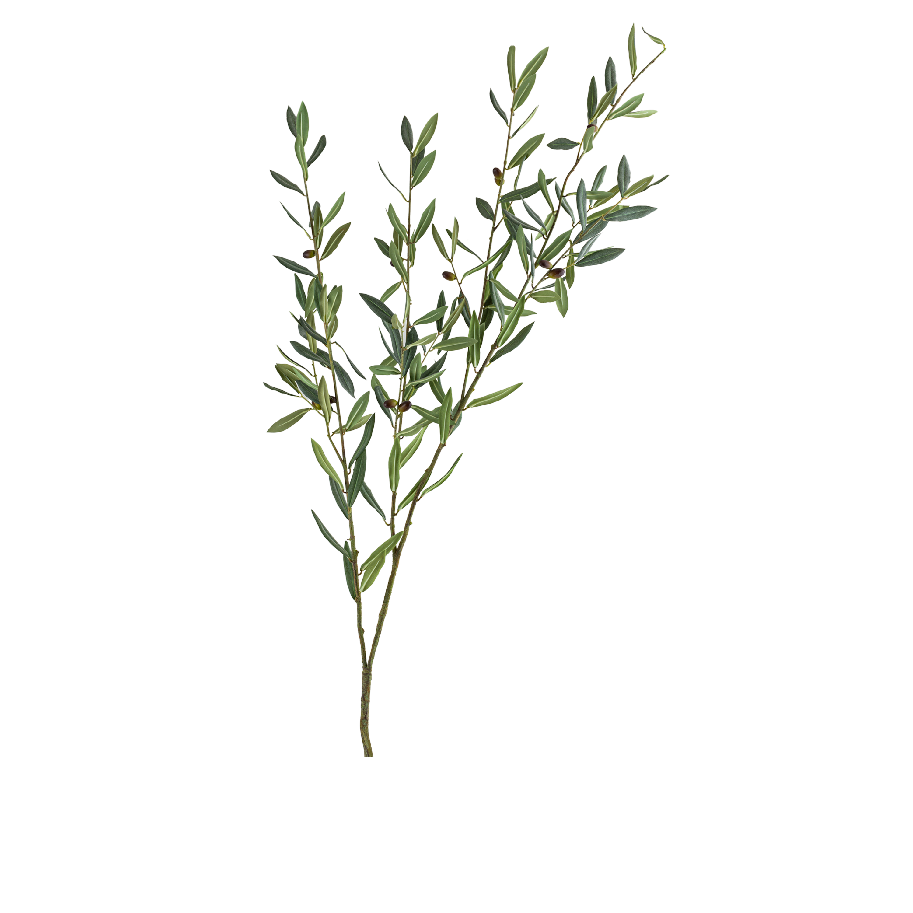 OLIVE BRANCH