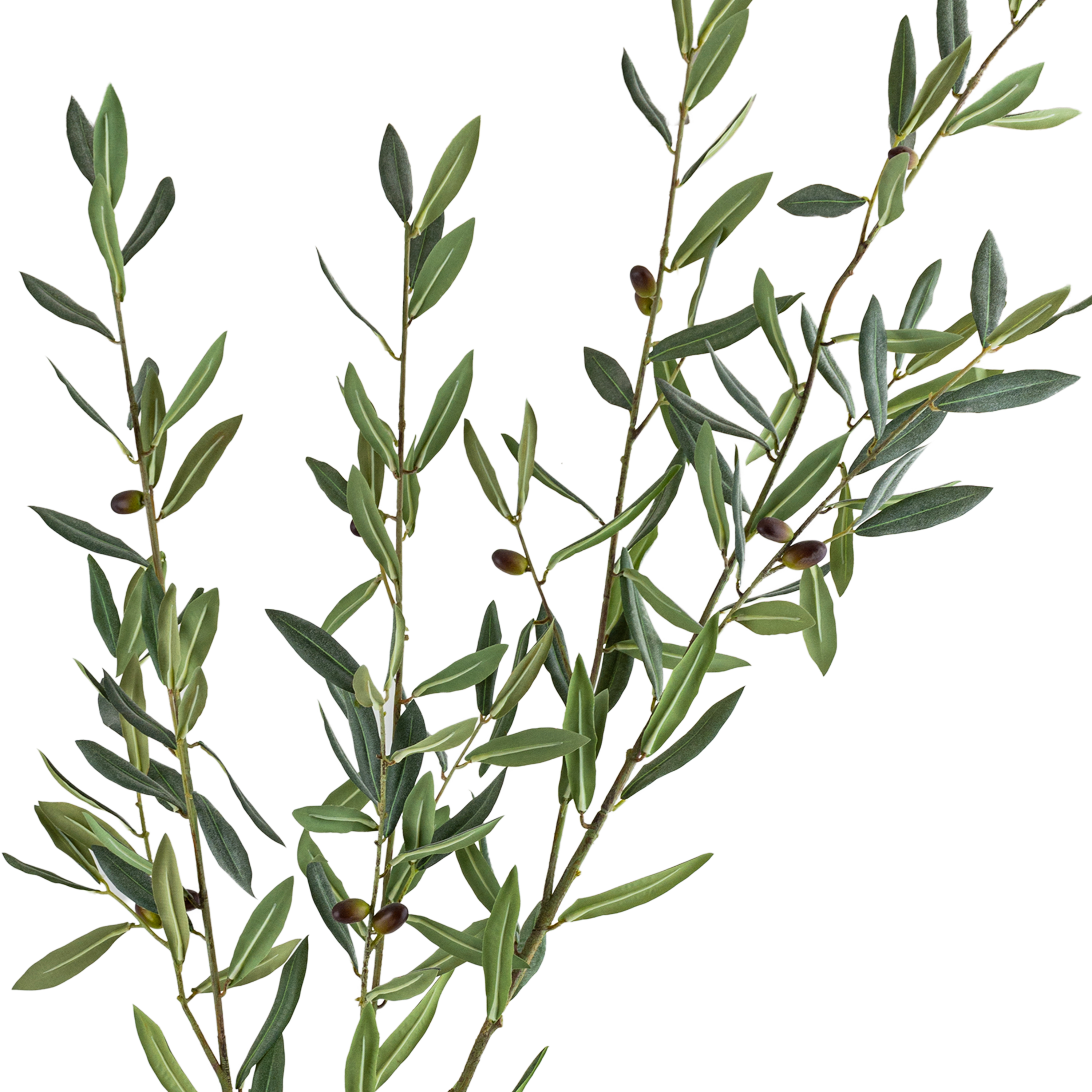 OLIVE BRANCH
