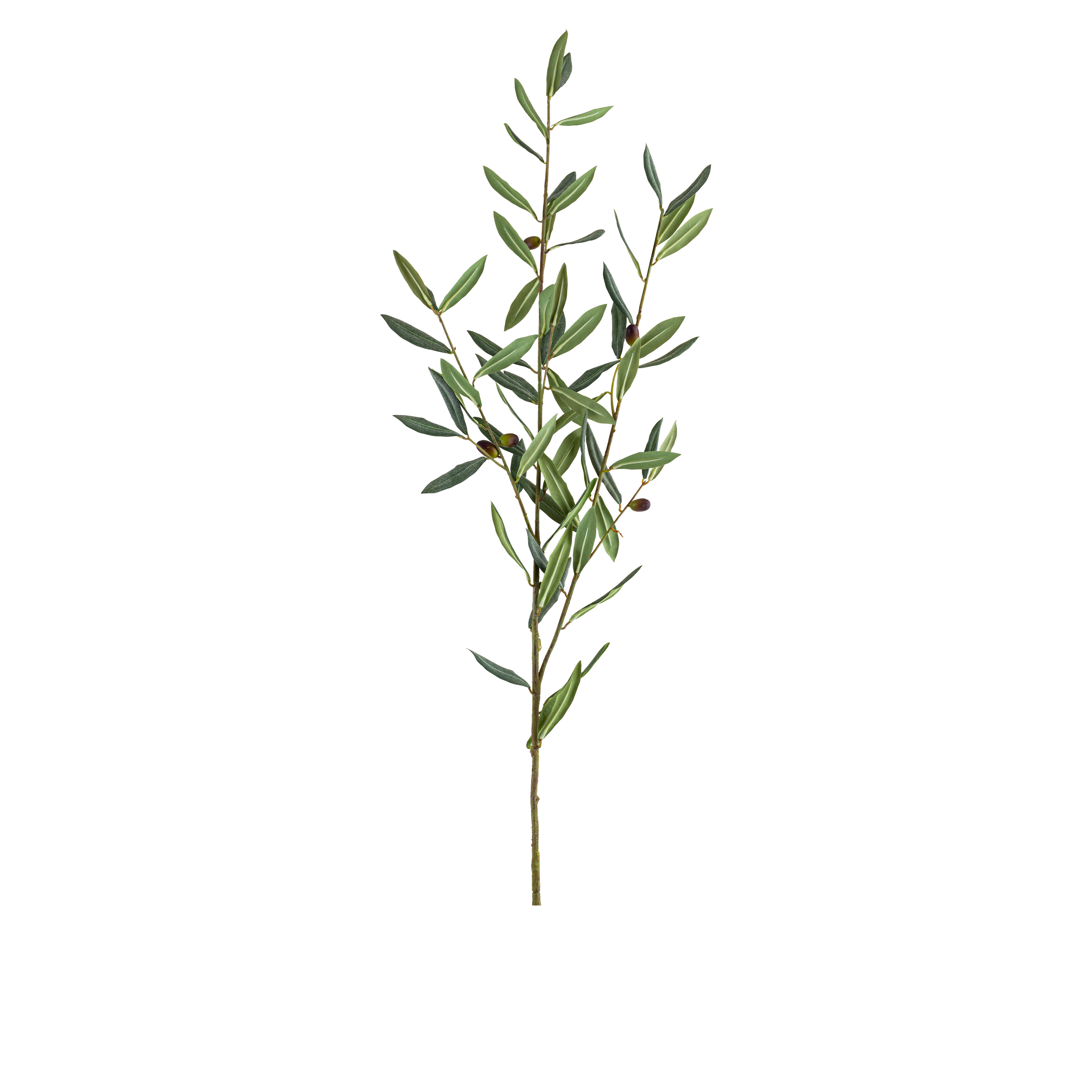 OLIVE BRANCH