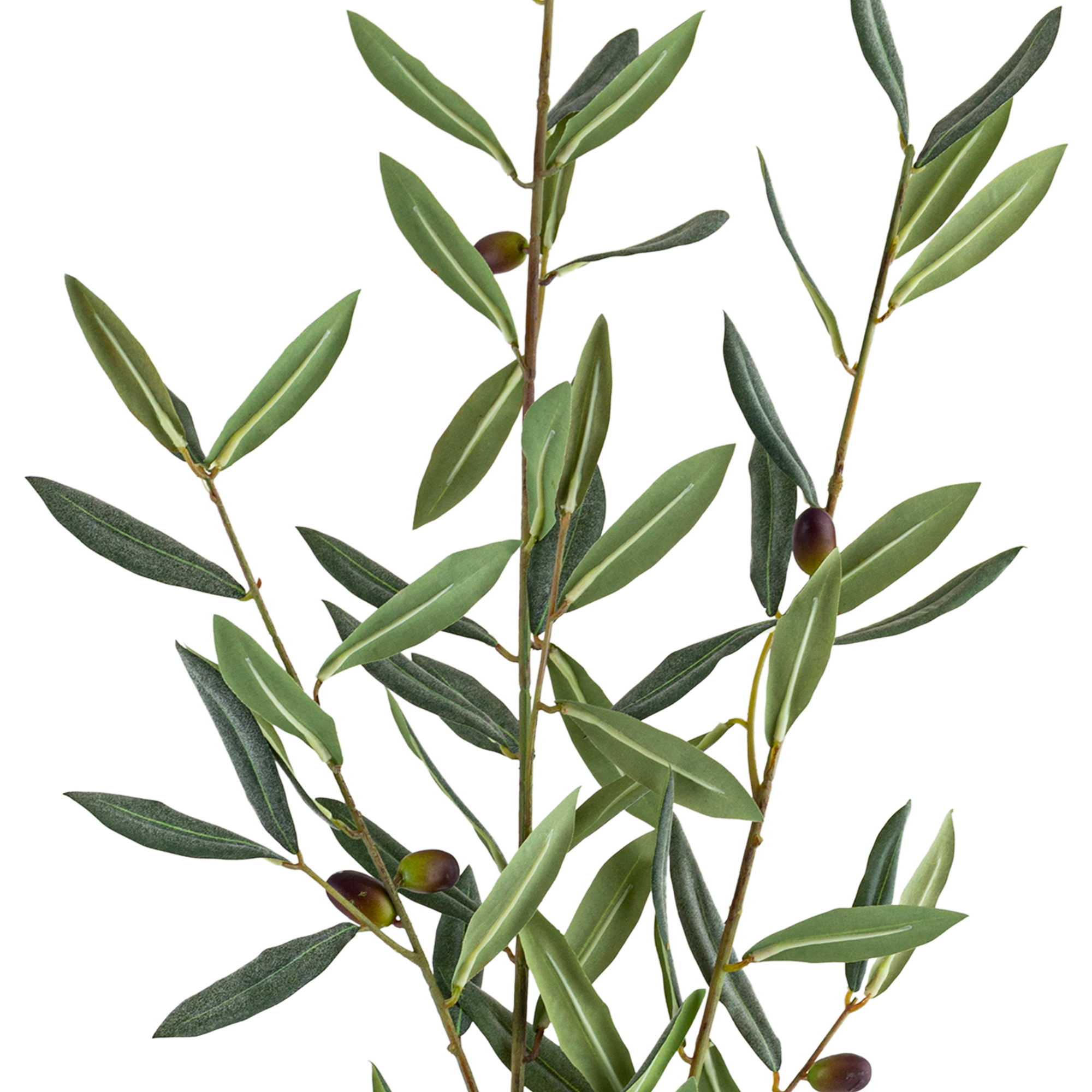 OLIVE BRANCH