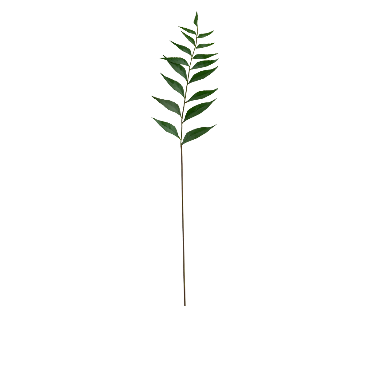 Taiwan Leaf Stem