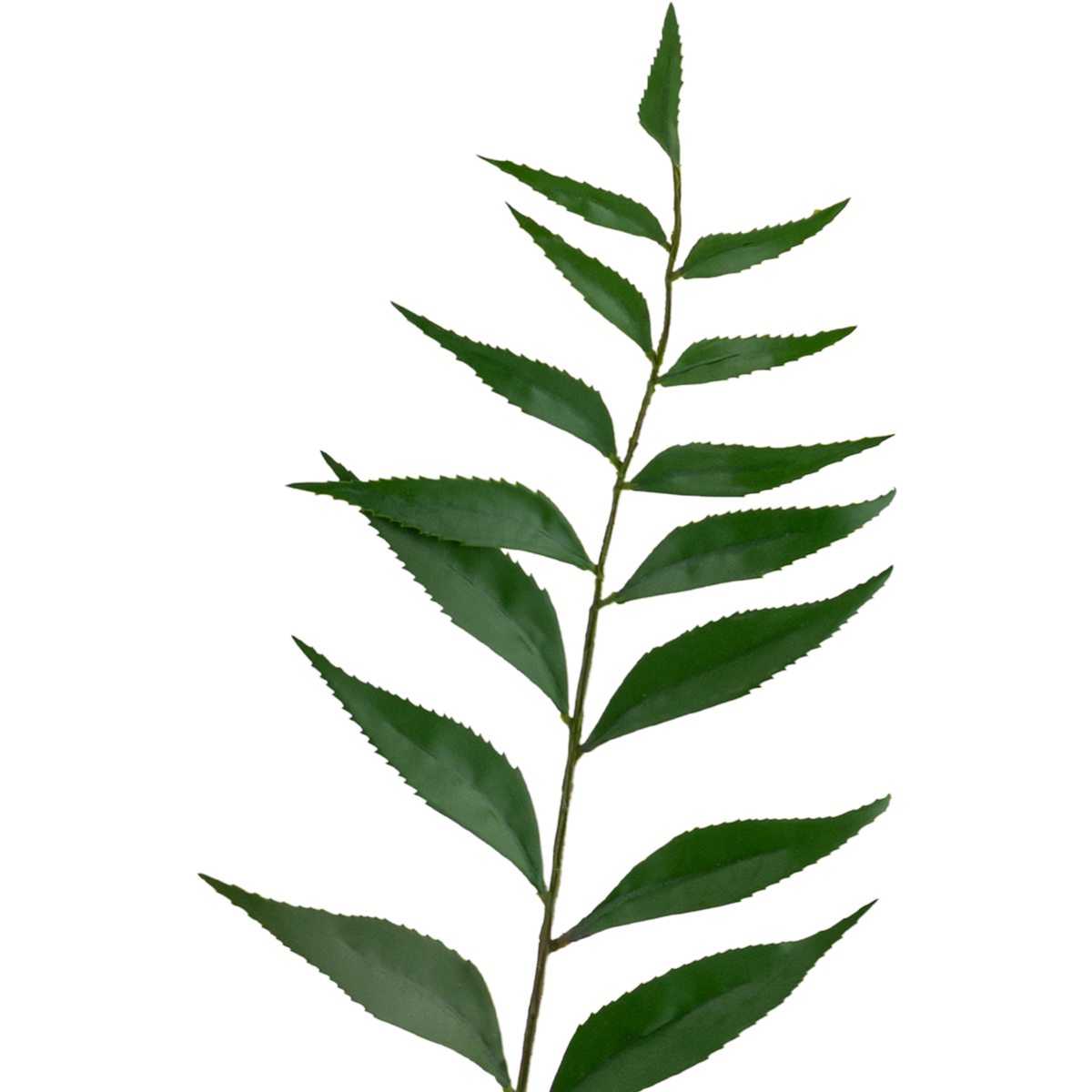 Taiwan Leaf Stem