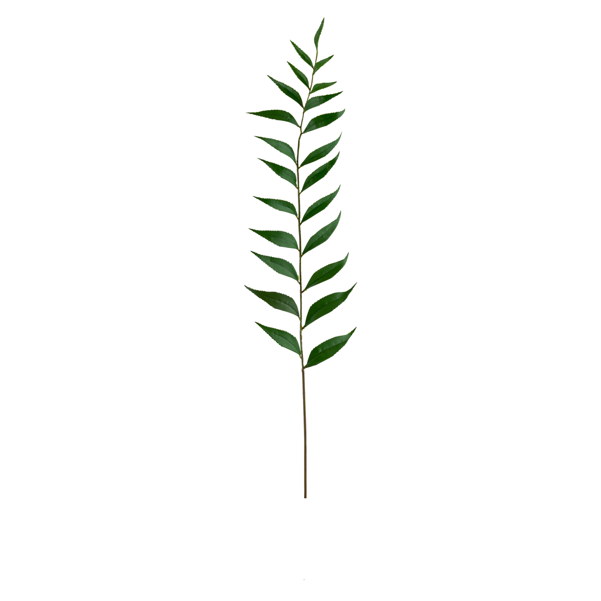 Taiwan Leaf Stem