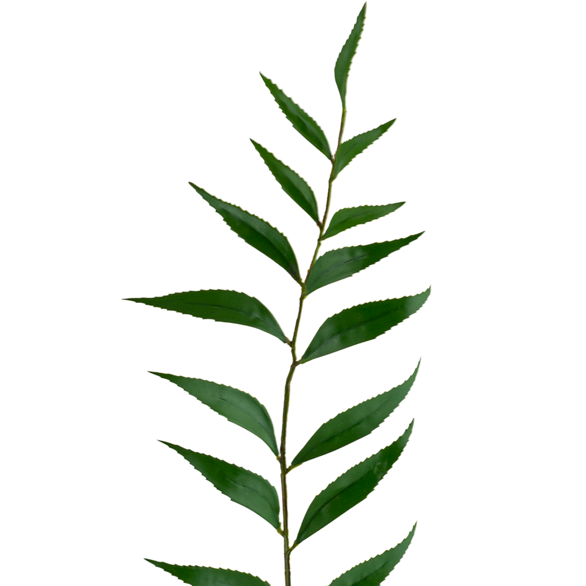 Taiwan Leaf Stem
