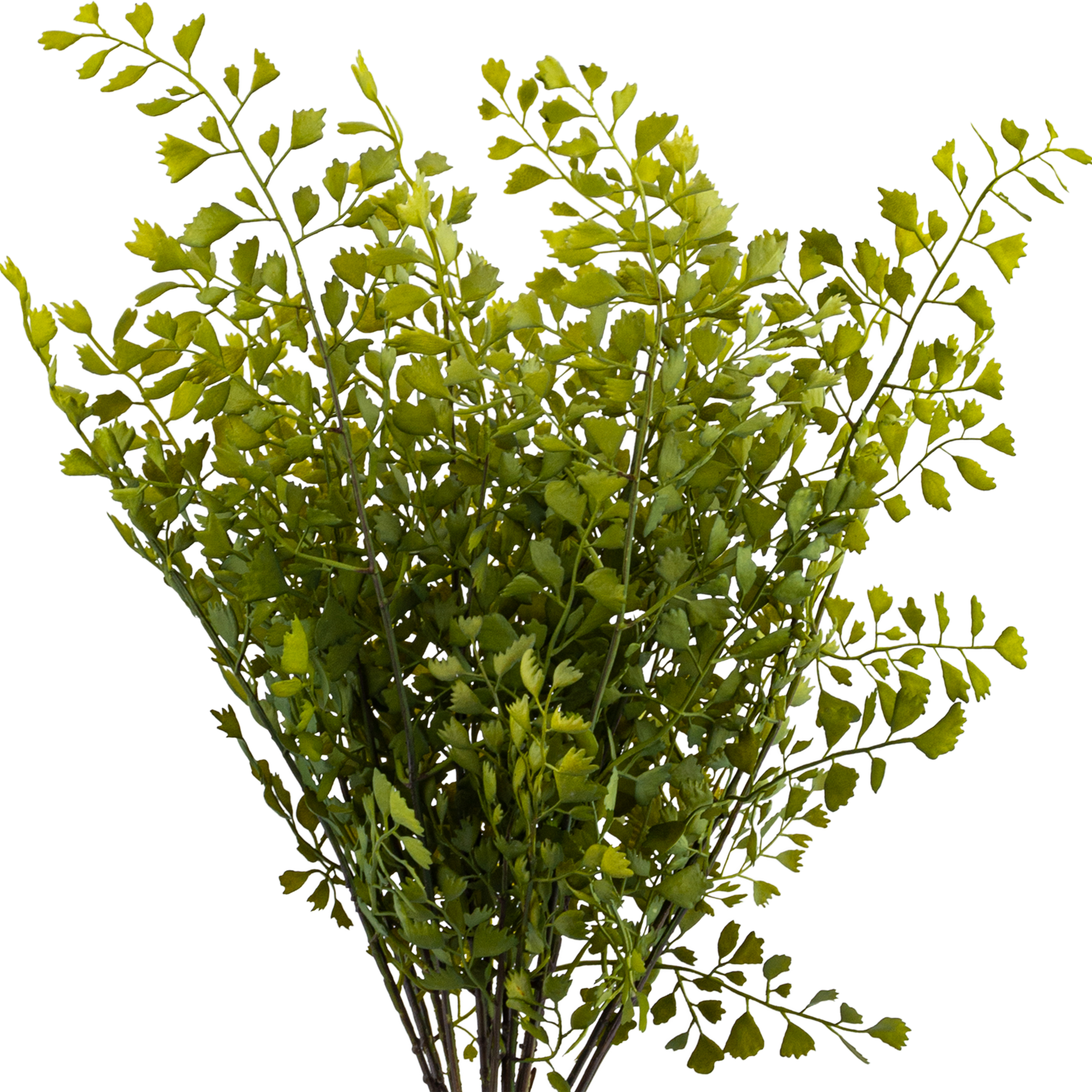 Maiden Hair Bush Yellow/Green L45.72 cm