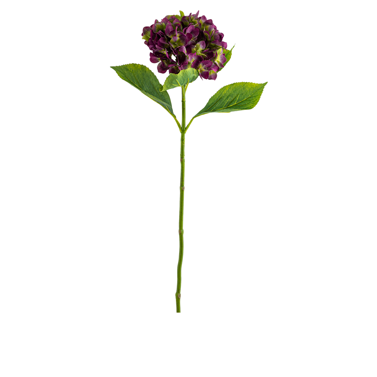 Hydrangea Stem L67 cm