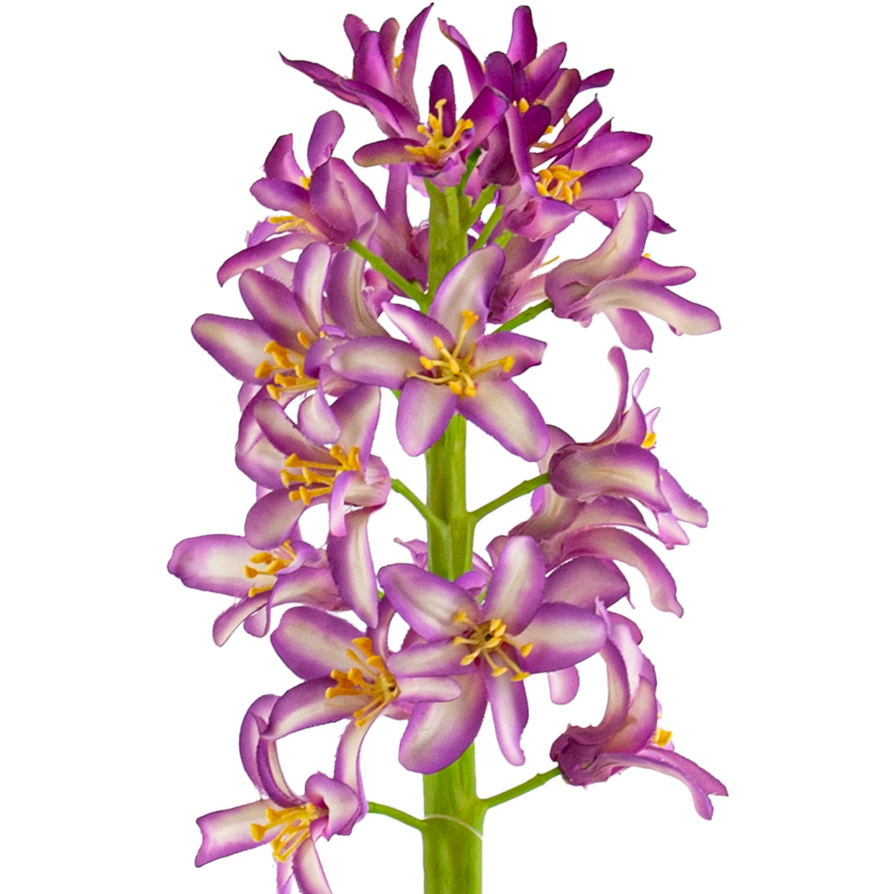 Hyacinth Stem L31 cm