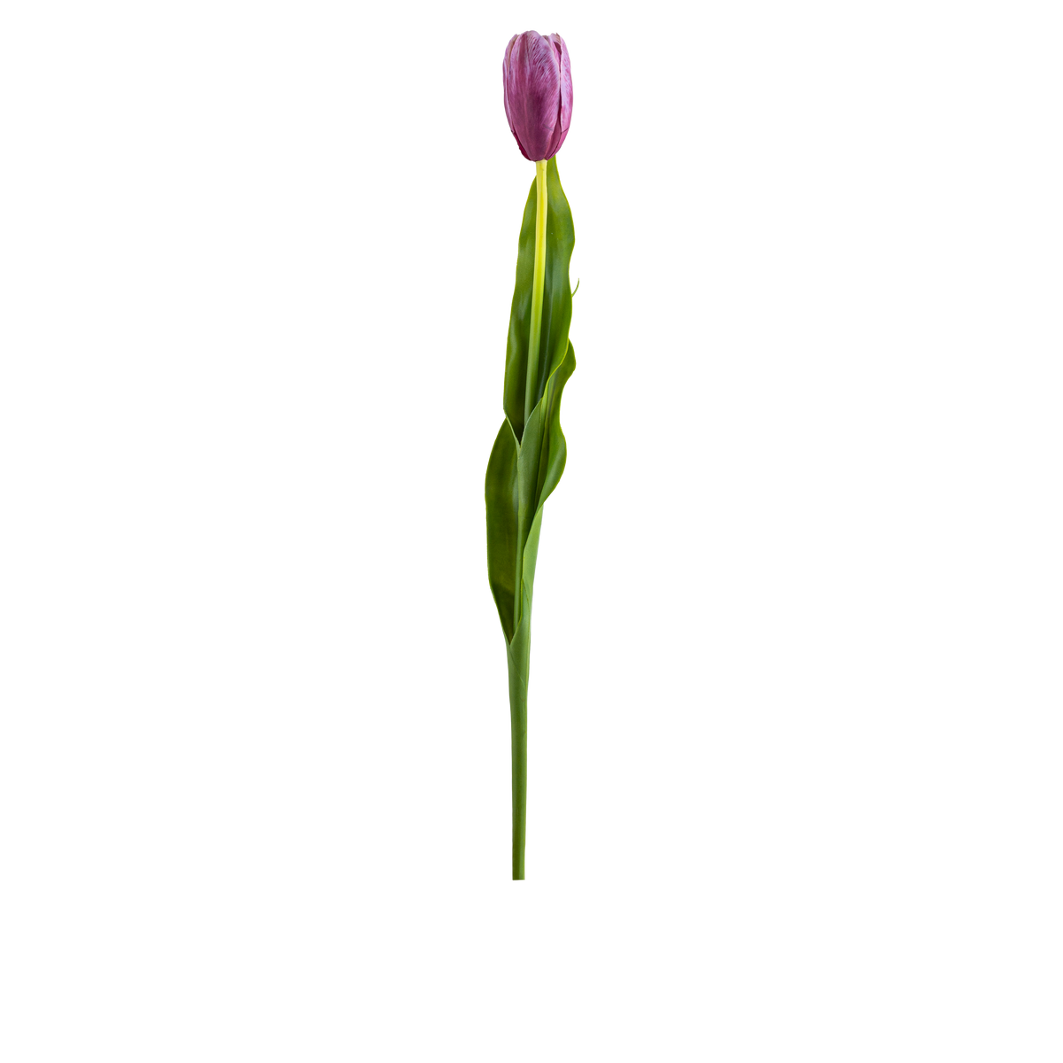 Tulip Stem L58 cm