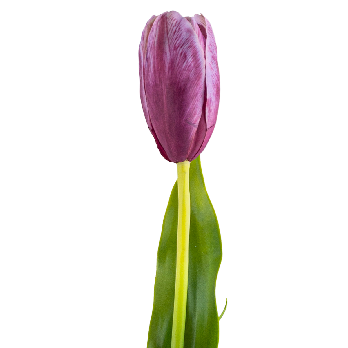 Tulip Stem L58 cm