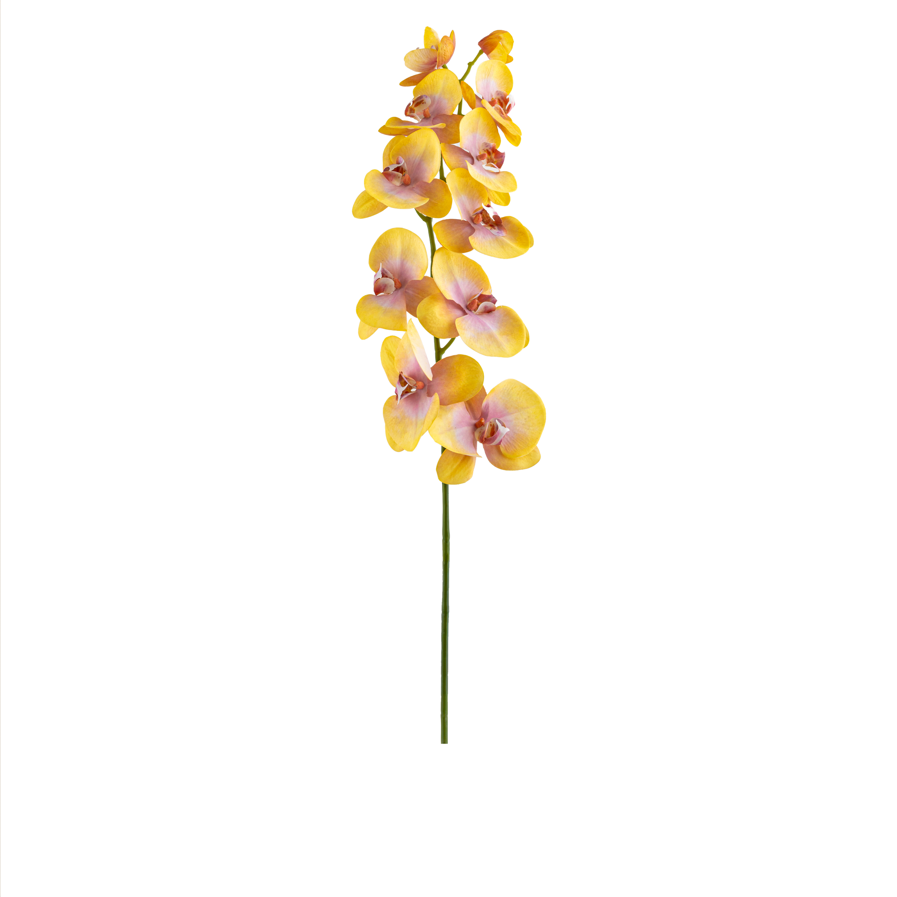 Phalaenopsis Stem L110 cm