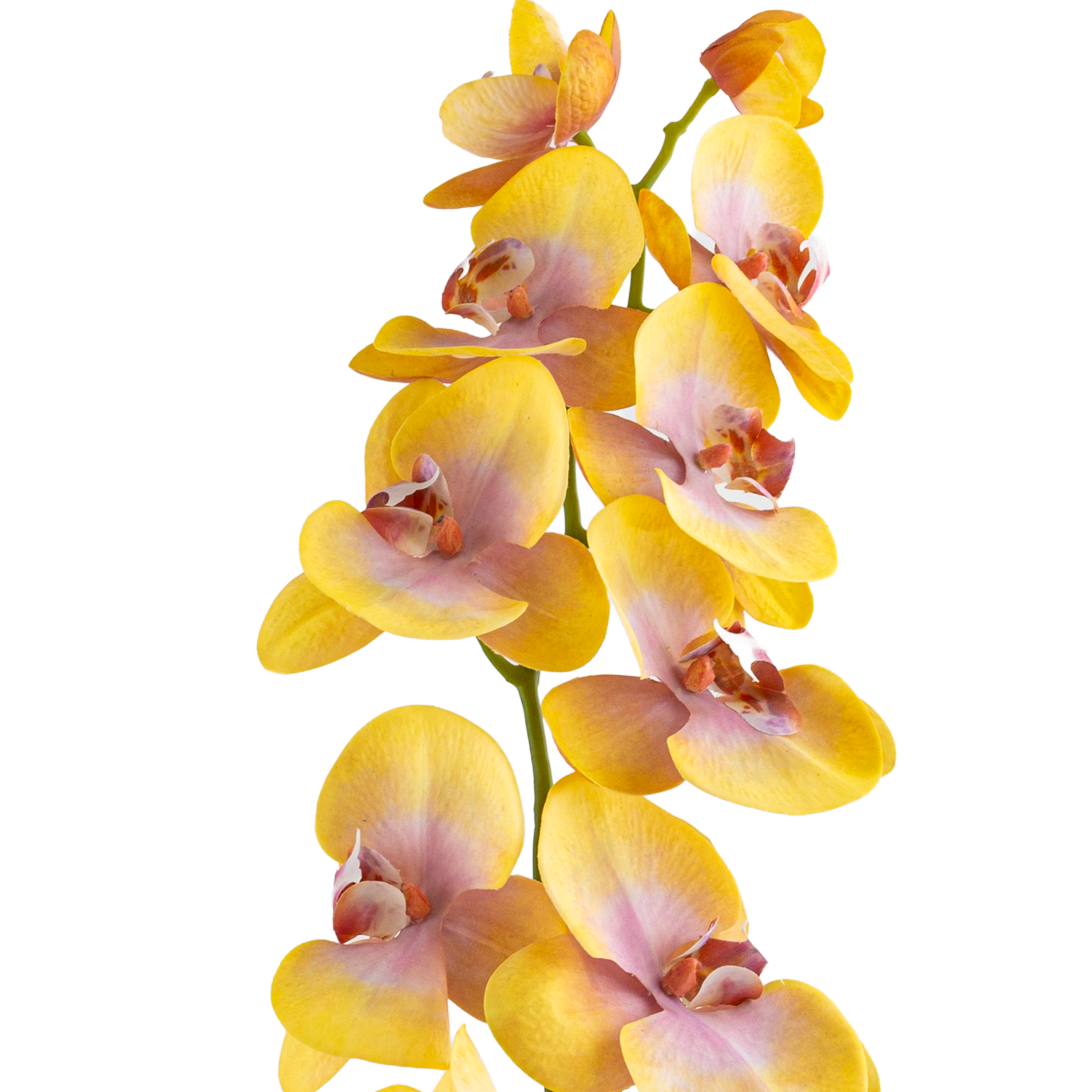 Phalaenopsis Stem L110 cm