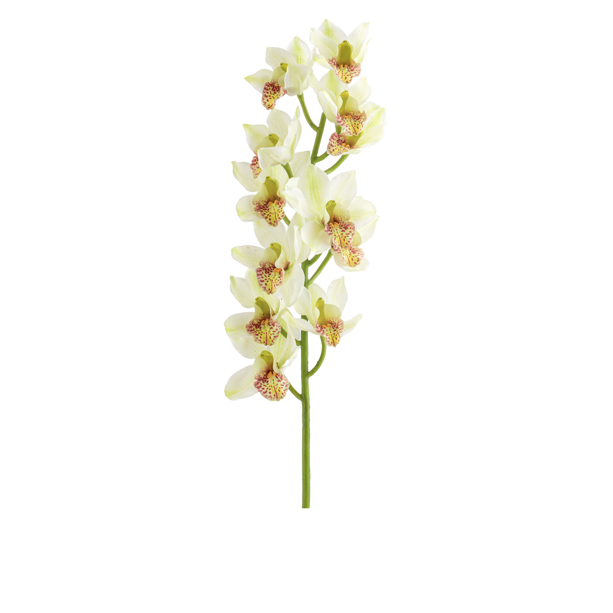 Cymbidium Stem L95 cm