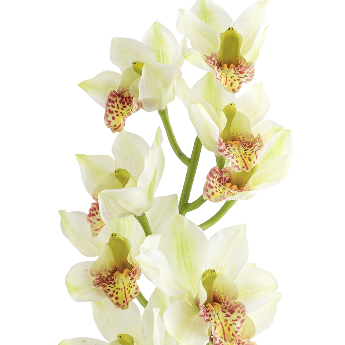 Cymbidium Stem L95 cm
