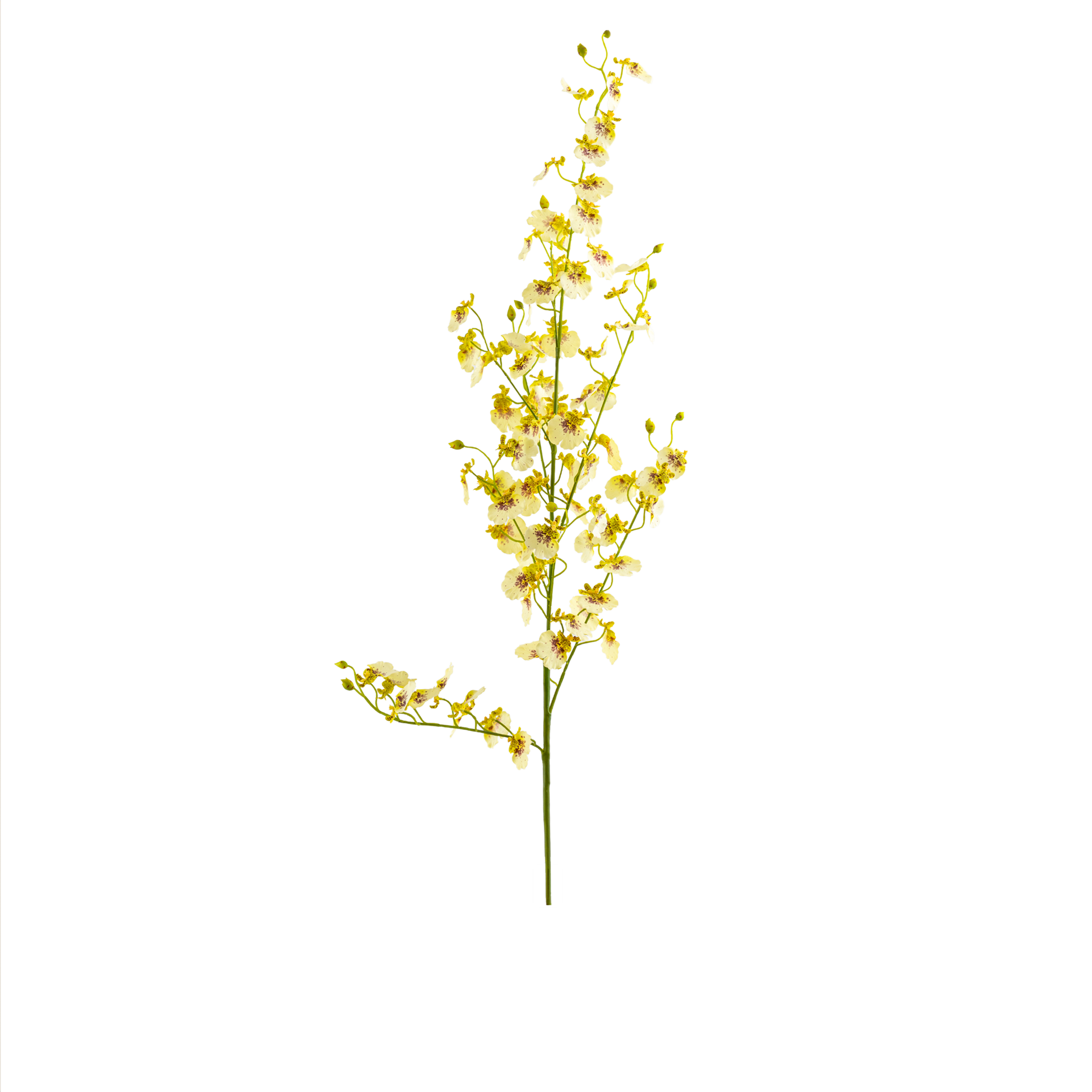Dancing Orchid Spray L125 cm