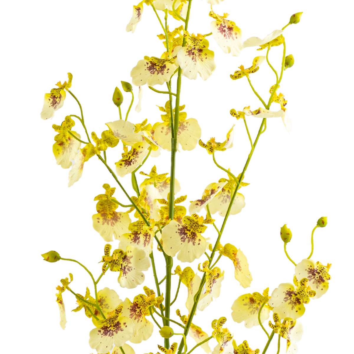 Dancing Orchid Spray L125 cm