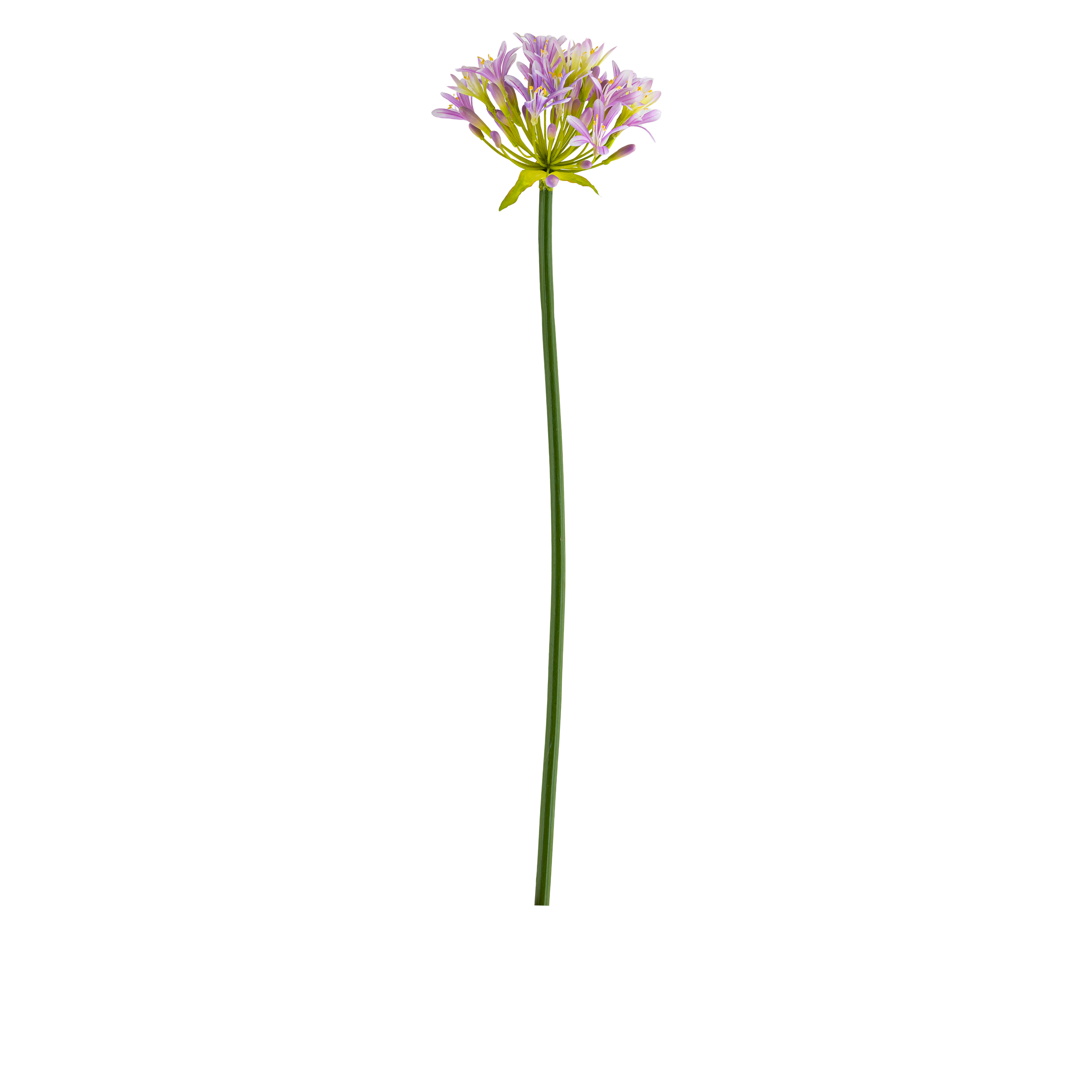 Agapanthus Stem L107 cm