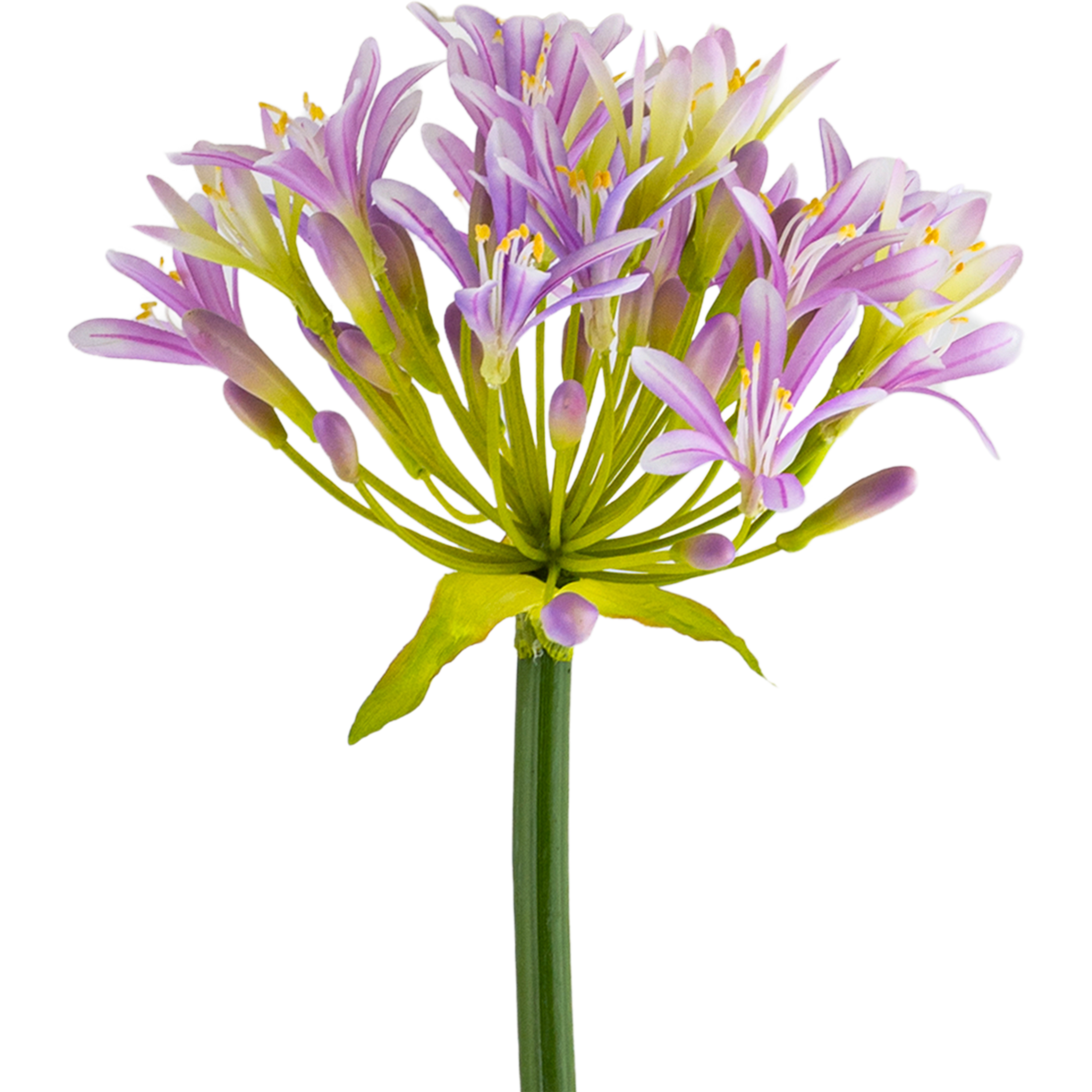 Agapanthus Stem L107 cm